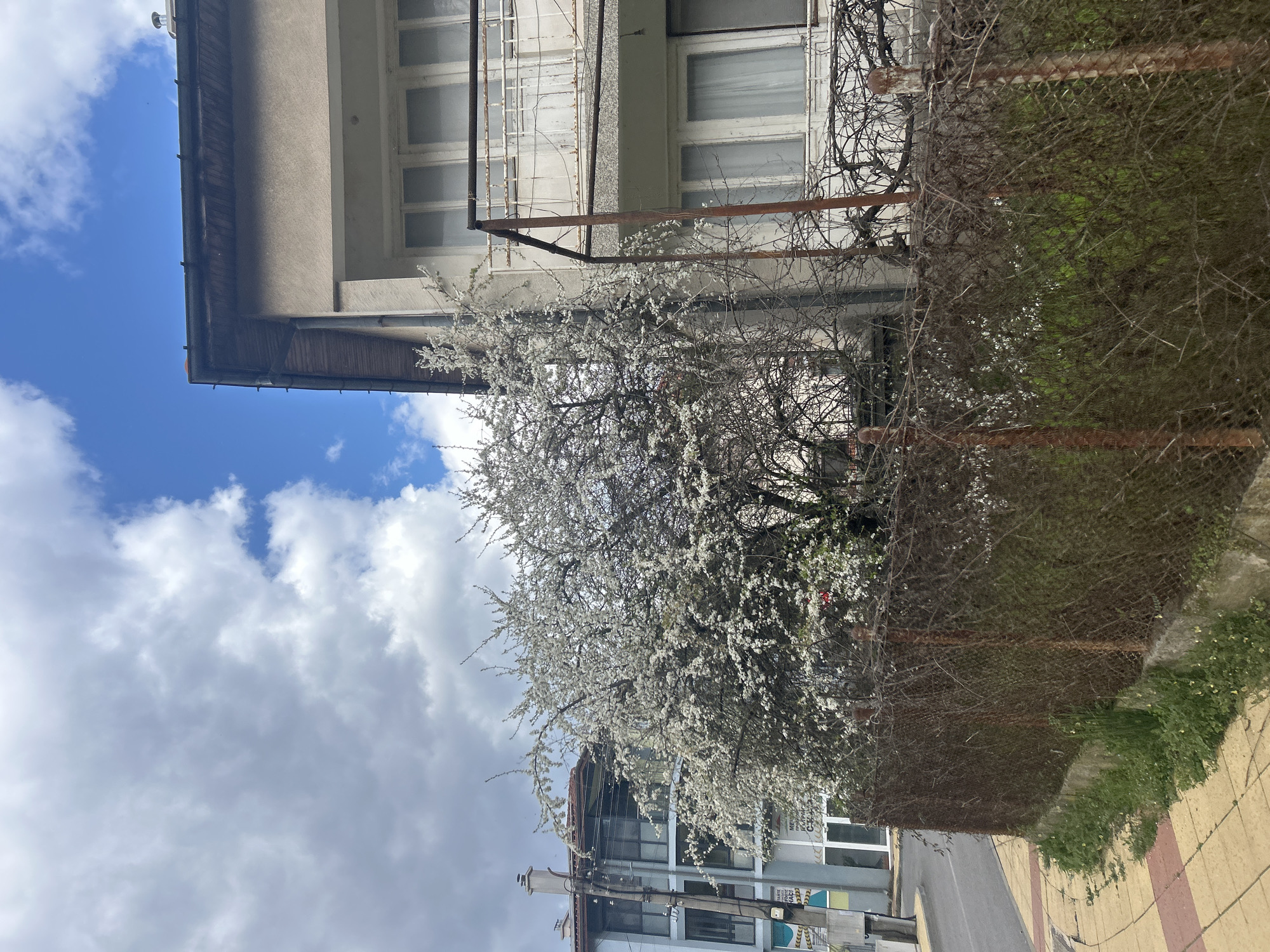 The image captures an outdoor scene in Zlatograd, Bulgaria, featuring a flowering tree with white blossoms as the central subject. The tree is located near a multi-story building with white-framed windows. The facade of the building is light beige, and a metal ladder is visible near the windows. To the right of the tree, there is a rusty chain-link fence with greenery visible behind it. In the background, partly obscured by the tree, another building can be seen. The sky is partially covered with white and grey clouds. On the lower right, a section of a sidewalk with yellow and red paving stones is visible. Utility poles are present in the lower-left corner.