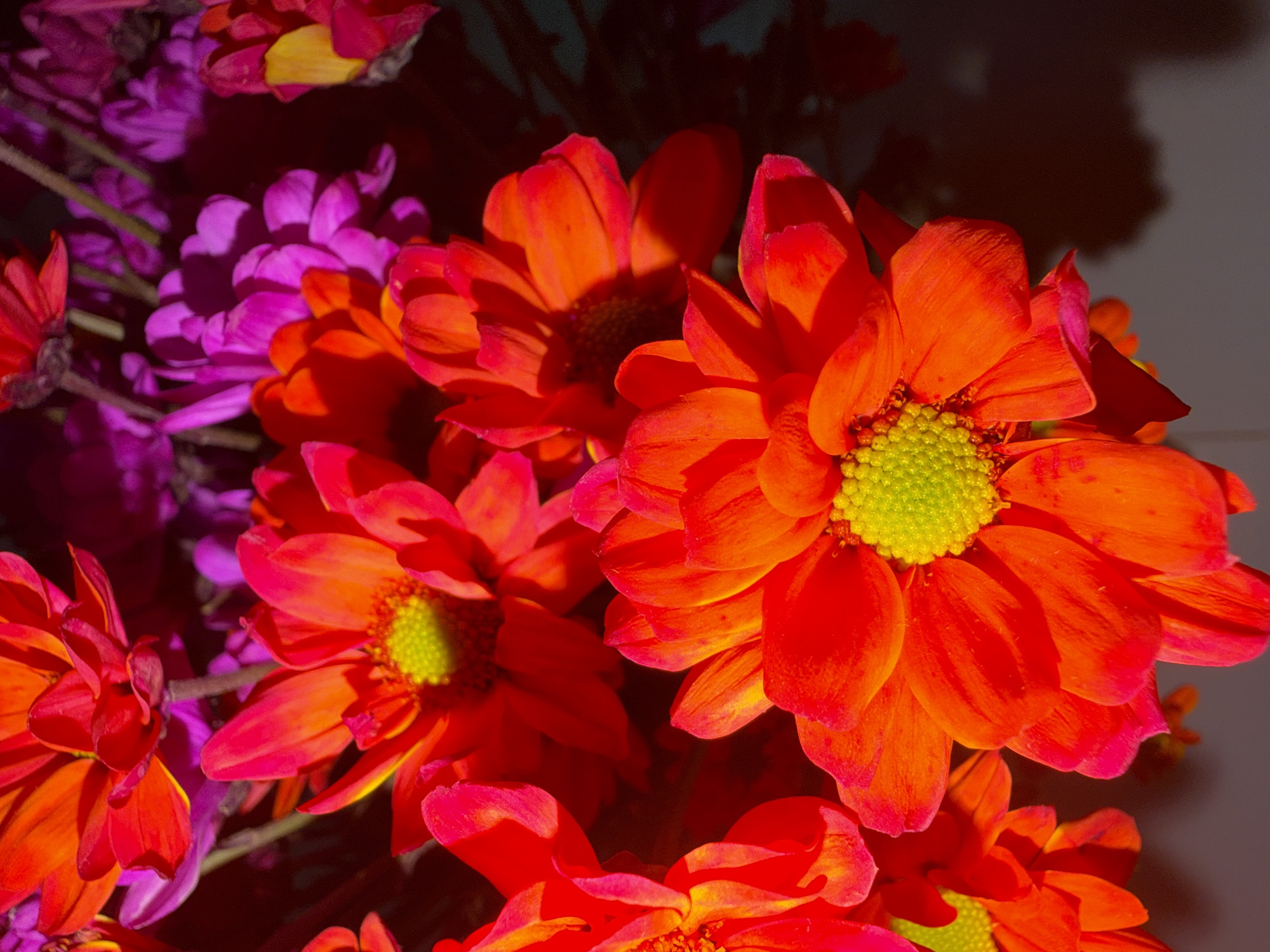 A close-up, top-down, vertical shot captures a bouquet of vibrantly colored chrysanthemums. The flowers display a gradient of reds and oranges, with some petals edged in pink. Their centers are a bright, lime green, with visible yellow stamen. In the background, a cluster of purple chrysanthemums adds a contrasting hue to the composition. The lighting creates strong shadows, highlighting the textures and depth of the petals. The scene is rendered with a high level of detail, emphasizing the intricate forms of the flowers. There are no visible people or actions taking place, and the environment beyond the bouquet is indistinct. The image does not contain any specific information that would allow for the determination of its location in Nha Trang Ward, Vietnam.