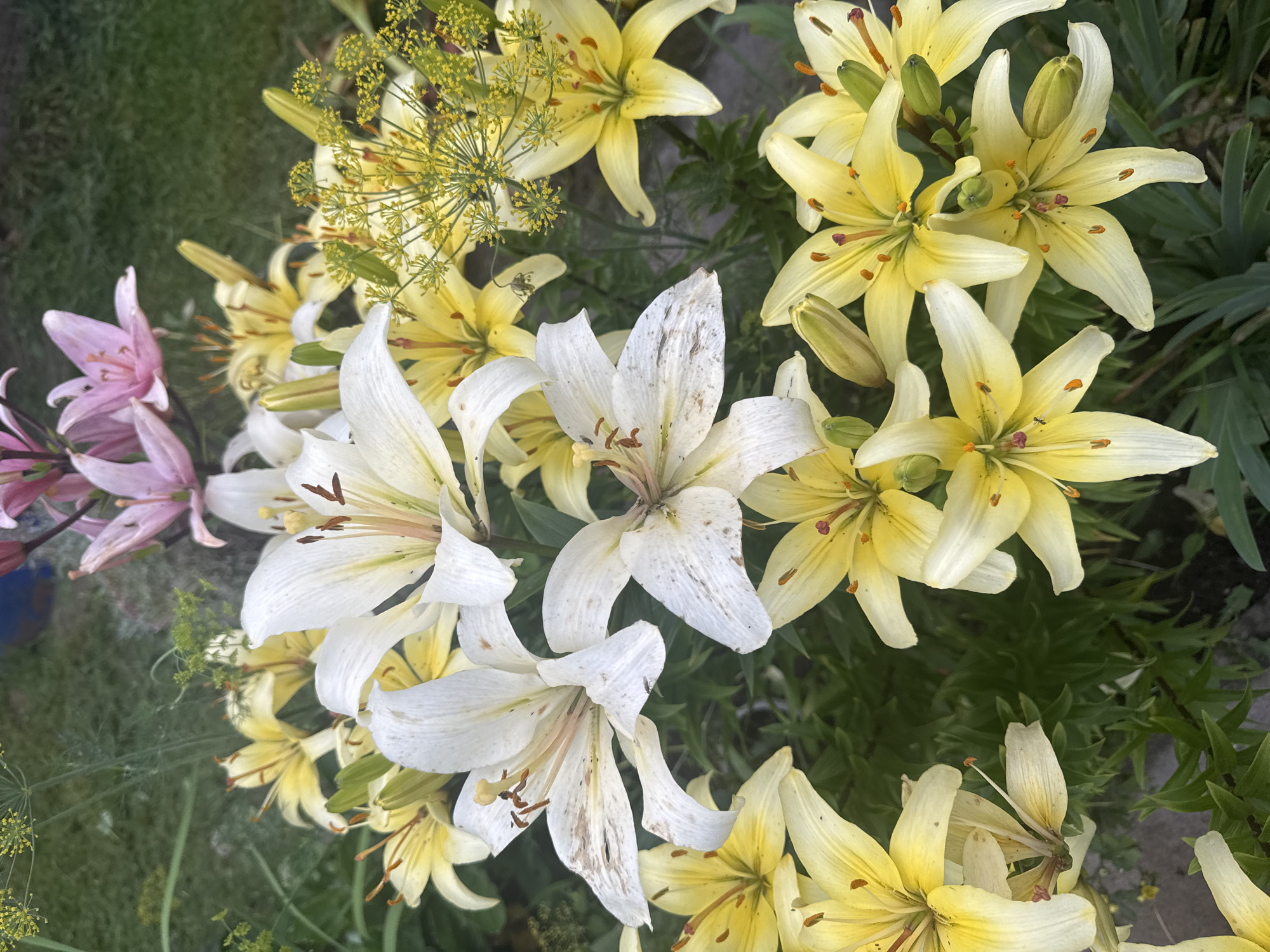 A medium shot captures a cluster of lilies, predominantly yellow with some white and pink blooms, interspersed with dill flowers. The lilies are in various stages of bloom, with some fully open and others still in bud. The background is a blur of green foliage and a hint of a greyish-brown surface. The scene is outdoors, likely in a garden setting. There is no evidence of human presence or specific identifiable locations within the city of Nozhovka, Russia, in this image. The image is devoid of any actions, interactions, or identifiable subjects beyond the flora.