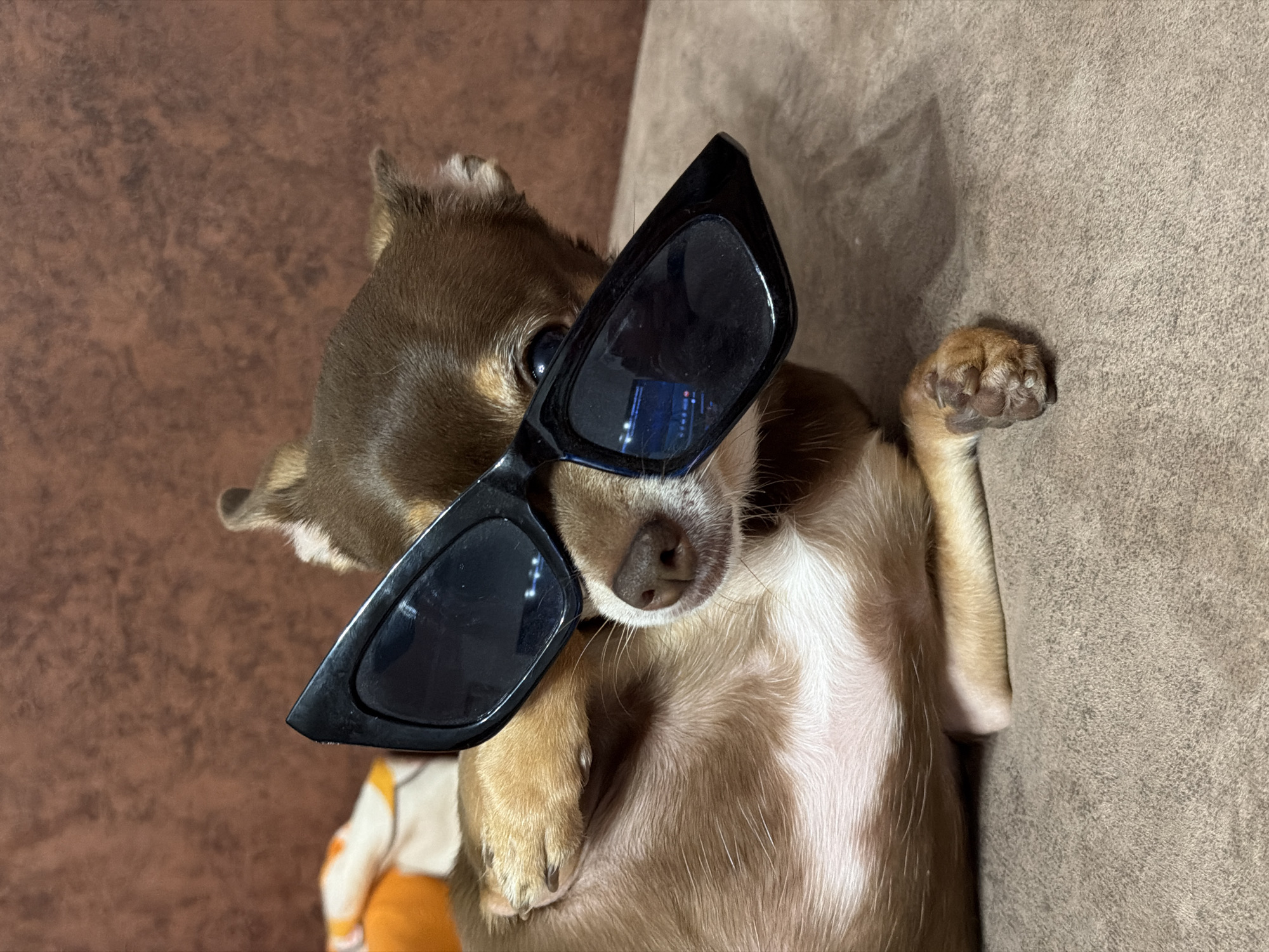A small, brown and tan chihuahua dog lies on a brown textured surface, wearing oversized black sunglasses. The dog's paws are resting on its body, and its head is tilted slightly to the left. The background is a blurred brown texture, possibly a couch or blanket. There are no humans or urban elements visible in the image.