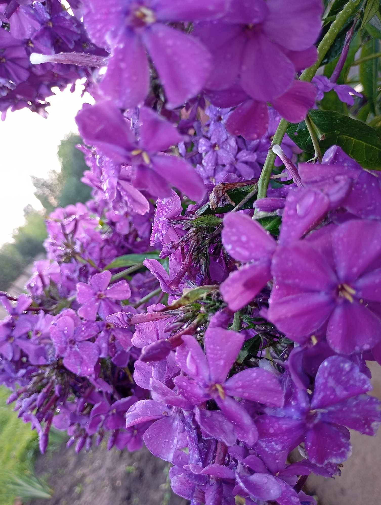 A close-up, low-angle shot captures a cluster of vibrant purple flowers, possibly phlox, adorned with numerous water droplets, suggesting recent rain. The flowers are in various stages of bloom, with some fully open and others still in bud. Their delicate petals are a rich shade of purple, with some showing hints of lighter pink. The background is softly blurred, with hints of green foliage and a bright, possibly overcast sky. A thin, light-colored stamen is visible on one of the prominent flowers. The focus is sharpest on the foreground flowers, emphasizing their texture and the glistening water droplets. The overall impression is one of natural beauty and freshness. The scene is set outdoors, with the presence of greenery and natural light. There are no people, animals, or man-made structures visible in the immediate vicinity. The setting appears to be a garden or natural landscape, possibly within the city of Fokino, Russia, given the context provided.
