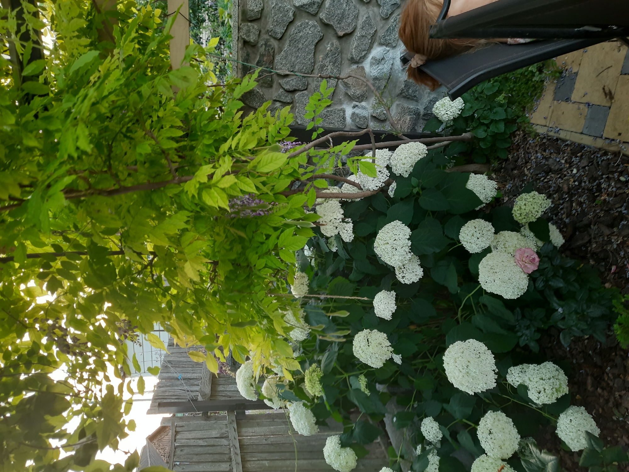 The image captures a garden scene, likely in Keleberda, Ukraine, featuring a lush display of white hydrangeas. A wisteria vine with green leaves and delicate purple flowers drapes over a wooden pergola, casting dappled shadows on the scene. A rustic wooden fence borders the garden, with a stone wall visible in the background. In the foreground, a black outdoor chair is occupied by a person with reddish-blonde hair. The ground is covered in mulch and decorative pavers.