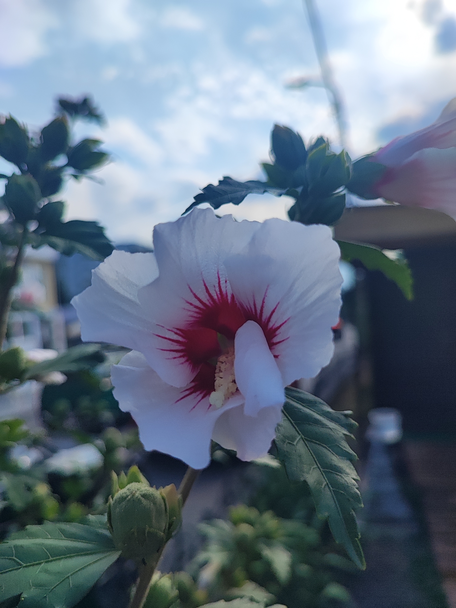 A close-up, slightly low-angle shot shows a white hibiscus flower with a deep red center. The petals are delicate and have visible veins. The stamen and pistil are visible in the center of the flower. The flower is in focus, with the background blurred. Out-of-focus green leaves and buds are visible in the foreground and on the left side of the image. In the background, a blurred fence or wall and the sky with some clouds are visible. The lighting suggests it is daytime, possibly late afternoon, with the sun casting a soft glow. The scene is likely outdoors, in a garden or park setting. There are no people or animals visible in the image. This image was taken in Pyatigorsk, Russia.