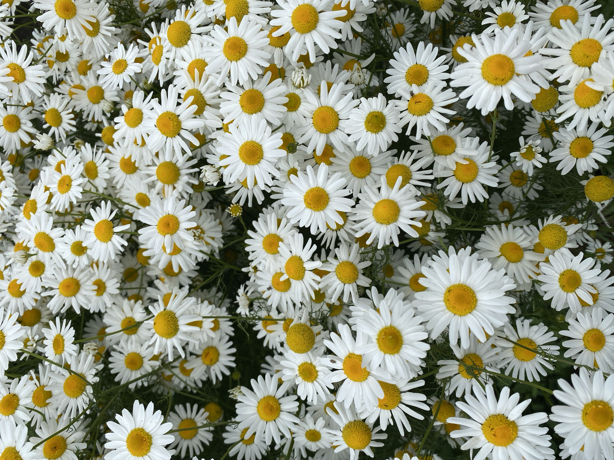 This is a top-down, full-frame, close-up shot of a dense field of white daisies with yellow centers. The flowers are in various stages of bloom, with some fully open and others partially closed. The petals are white and elongated, radiating from a circular yellow center. The stems and foliage are a deep green and are visible between the flowers, creating a lush and vibrant background. The lighting is natural and appears to be overcast, resulting in soft shadows and even illumination across the scene. There are no people or man-made objects visible in the image.