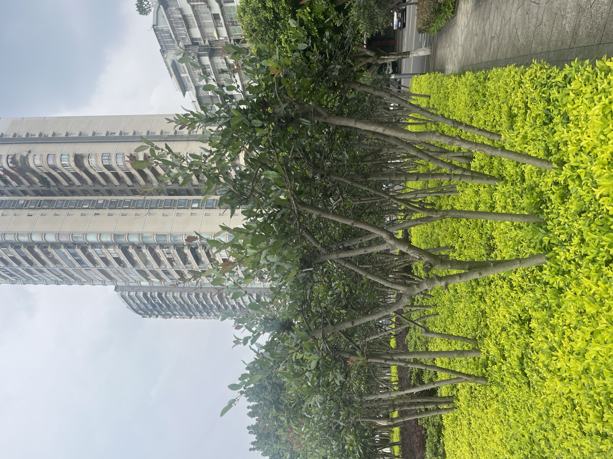 The image depicts an urban scene in Jiangjin, China, featuring a row of trees and hedges along a sidewalk with tall residential buildings in the background. The trees have green leaves and visible trunks, while the hedges are a vibrant yellow-green. The buildings are multi-story structures with multiple windows and balconies. The sky is overcast. A road with vehicles is visible behind the trees. The sidewalk appears to be paved with concrete. No people are visible in the image.