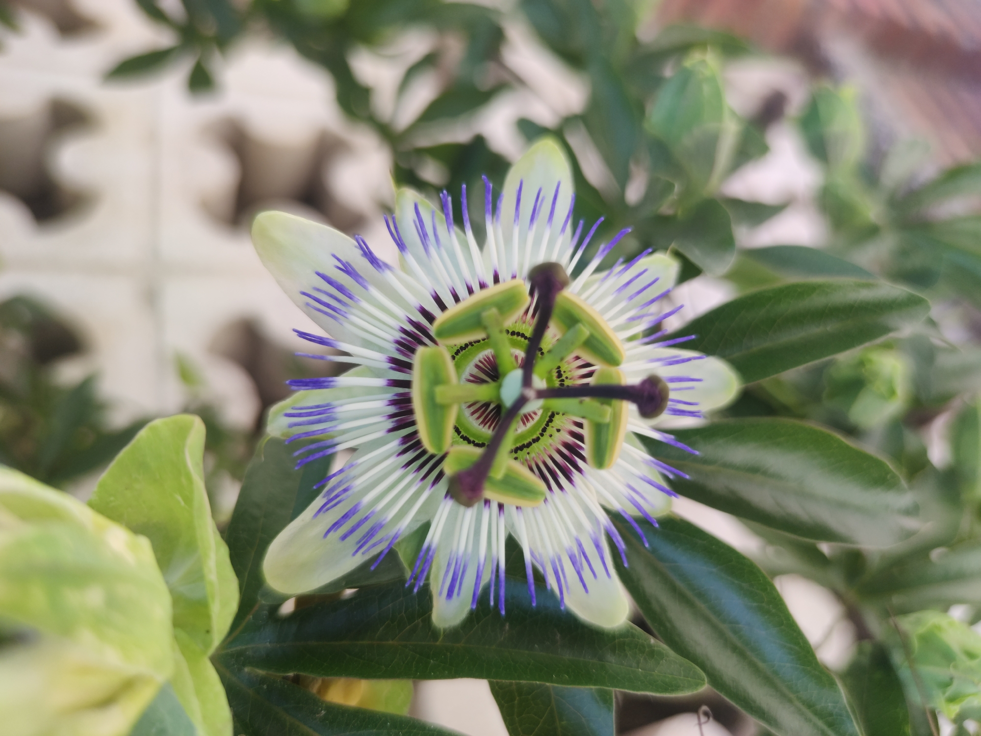 A close-up shot shows a vibrant passion flower in full bloom, surrounded by lush green leaves. The flower exhibits a complex structure, with white petals accented by blue-tipped filaments radiating from the center. The central reproductive parts are a mix of green and purple hues. The background is blurred, suggesting an outdoor setting. The image was taken in the city of Castelldefels, Spain.
