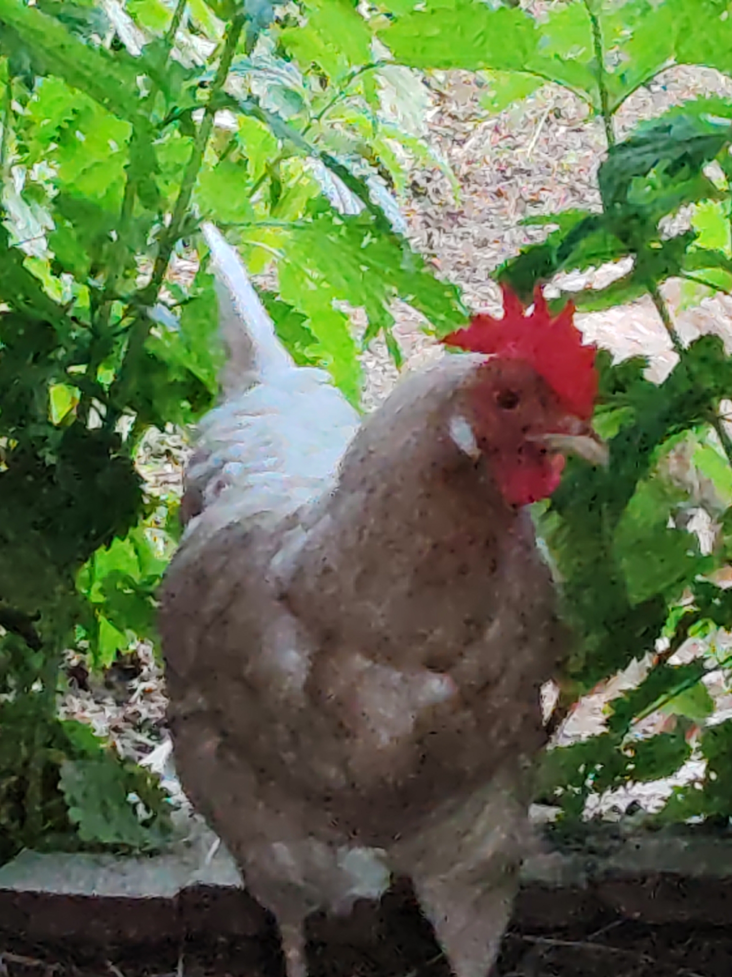 A chicken with a red comb stands facing left, partially obscured by green foliage. The chicken has light-colored feathers with darker speckles. The background appears to be a garden or yard with dry leaves and soil visible behind the plants. The image is grainy and has an artistic, painterly quality. The location is identified as Chukhlem, Russia.
