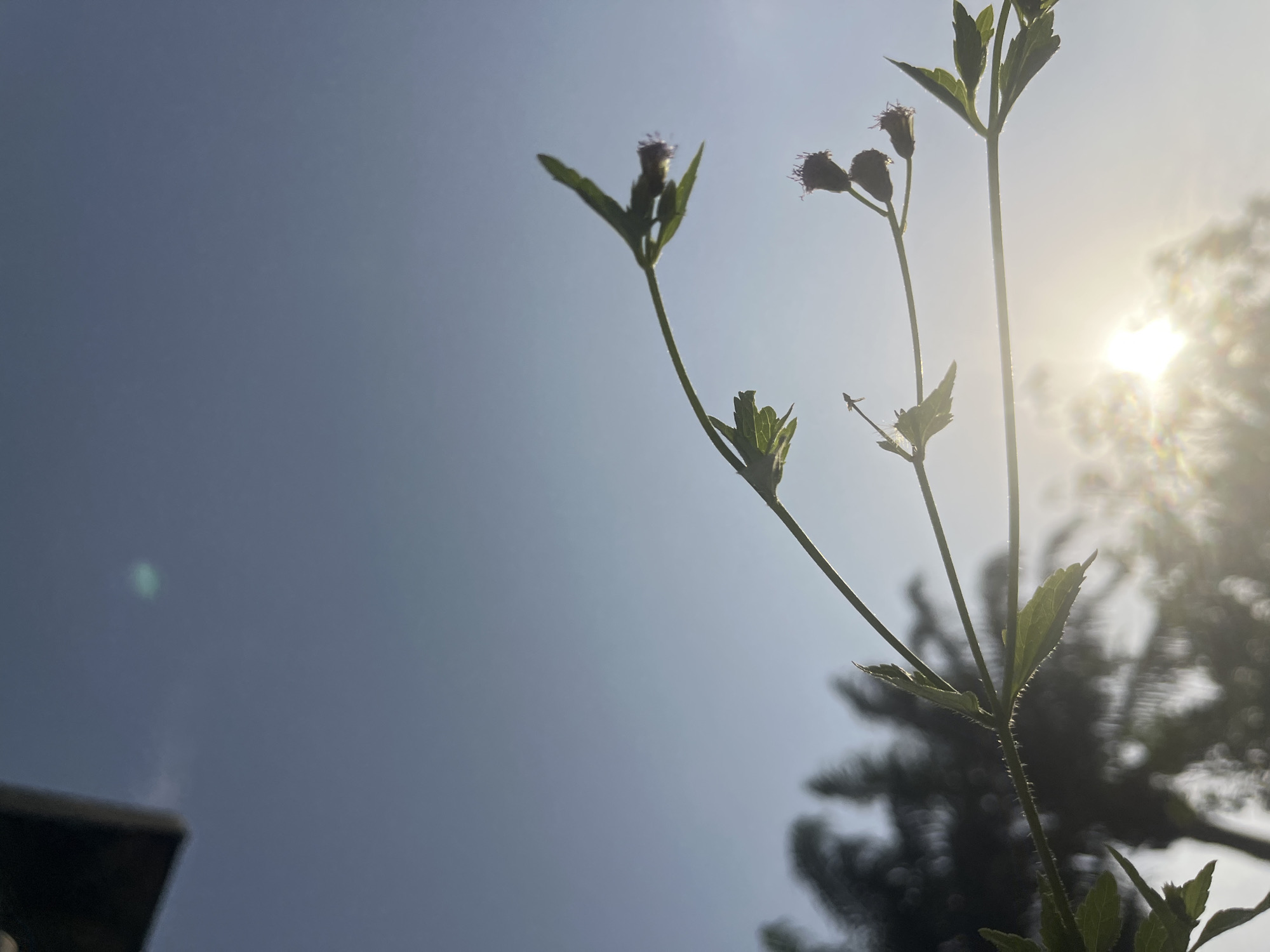 The image presents a low-angle shot of a slender plant, likely a weed or wildflower, silhouetted against a bright, clear sky. The plant, featuring thin stems and small green leaves, extends from the lower right towards the upper center and left of the frame. Several small, dark, bud-like flower heads are visible at the tips of the stems, some appearing fuzzy or spiky.
The scene is an outdoor setting, dominated by a vibrant blue sky that lightens considerably towards the right side of the frame due to the presence of the sun. The sun itself is partially obscured by the plant and some blurry, dark green foliage, possibly from a distant tree, creating a strong backlight and a prominent, radiant lens flare on the right. Another distinct, circular greenish-blue lens flare is visible in the upper-left corner of the sky.
The strong backlighting highlights the contours and some delicate details of the plant, including what appear to be fine hairs on the stems, particularly visible on the stalk in the lower right portion of the plant. The time of day appears to be either early morning or late afternoon, indicated by the low angle of the sun and the intense flare it produces. The weather is sunny and clear. No human subjects or discernible text are present. The photograph captures a moment of natural serenity, set in what is identified as Ikot Ekpene, Nigeria.