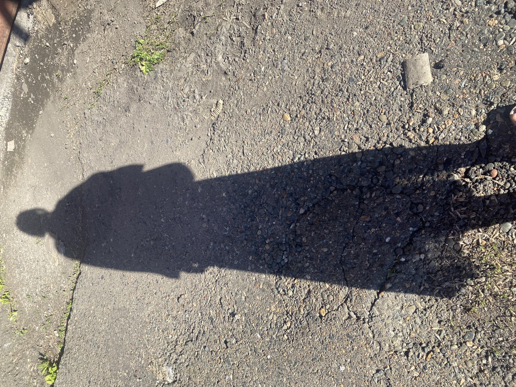 The image captures a top-down view of an outdoor ground surface in Novokuznetsk, Russia, under bright sunlight. A long, distinct shadow of a person, likely the photographer, stretches across the lower and central parts of the frame, indicating the sun is low in the sky, suggesting either early morning or late afternoon.
The ground itself is a mix of textures and materials. On the left and in the upper central area, there's a section of darker, coarser asphalt or concrete, showing some signs of wear and cracks. This area has patches of green weeds and small pools of what appears to be dried moisture or damp earth. Adjacent to this, and comprising the majority of the right side, is a lighter-colored ground made up of small pebbles, gravel, and dirt, interspersed with dried organic debris like leaves and twigs. In the upper right corner, a small, light grey, somewhat rectangular piece of debris, possibly concrete or compressed material, rests on the gravel. Another elongated, ribbed object, resembling a dried seed pod or bone fragment, is visible on the gravel surface in the center.
The scene depicts a mundane, unkempt outdoor setting, possibly a neglected path or an area bordering a structure, given the dark, undefined edge on the far left of some cropped views. No specific activity is happening other than the presence of the person casting the shadow. There is no visible text in the image.