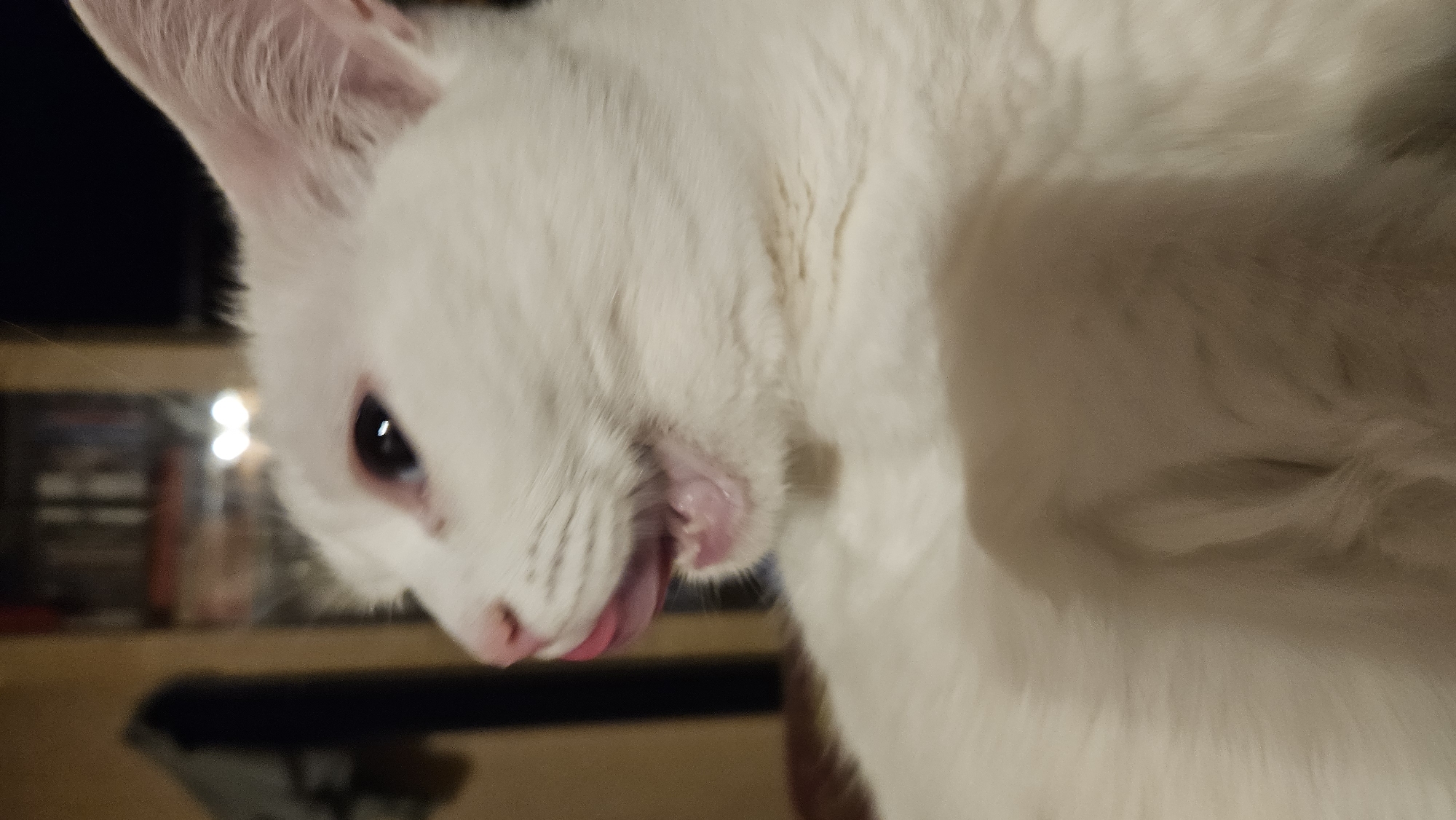 A close-up, profile view of a white cat licking its lips is captured in the image. The cat's eye, a dark pupil with a slight reflection, is visible on the left side of its face. Its pink nose and a section of its open mouth with its tongue protruding are also prominent. The cat's fur is white and fluffy, with a hint of beige on its chest. The background is blurred, showing shelves filled with books and possibly decorative items, illuminated by two bright, soft lights. The scene appears to be indoors, possibly in a domestic setting. There is no information available to determine the location in the city of Krasnodar, Russia.