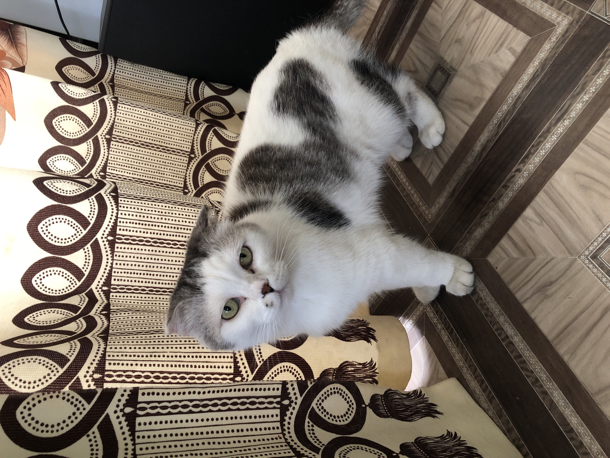The scene, reportedly located in the city of Noviy, Russia, depicts a domestic cat standing indoors. The cat, identified by its folded ears as potentially a Scottish Fold, is primarily white with distinct irregular gray patches on its head, back, and tail. It possesses green eyes and a pink nose with two small dark spots on its upper lip. The cat is standing on all four paws, facing slightly left of center, with its head turned to look directly at the viewer.
Behind the cat, a light beige curtain with repeating dark brown ornamental patterns, including spirals, dotted lines, and tassel-like motifs, hangs with vertical folds. To the right of the curtain, a portion of a black, rectangular object, possibly an electronic device or furniture, is visible, with a thin dark cable extending downwards. The floor beneath the cat consists of rectangular tiles or laminate planks arranged in a geometric pattern of alternating light brown wood grain and darker brown sections, delineated by decorative light-colored borders featuring subtle floral or scrollwork designs.