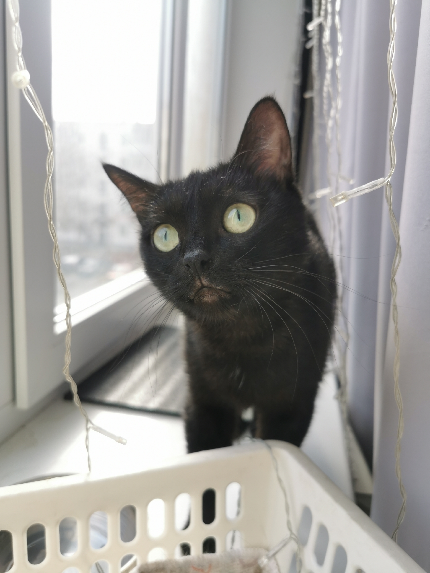 A medium, eye-level shot presents a black cat with striking green eyes, positioned in front of a window and a white plastic basket. The cat is looking slightly upwards and to the left. The window, located behind the cat, allows in a bright light, partially obscuring the buildings seen through it. A string of decorative lights is draped on the window and near the cat. The setting appears to be indoors. The location is Unknown, Unknown.