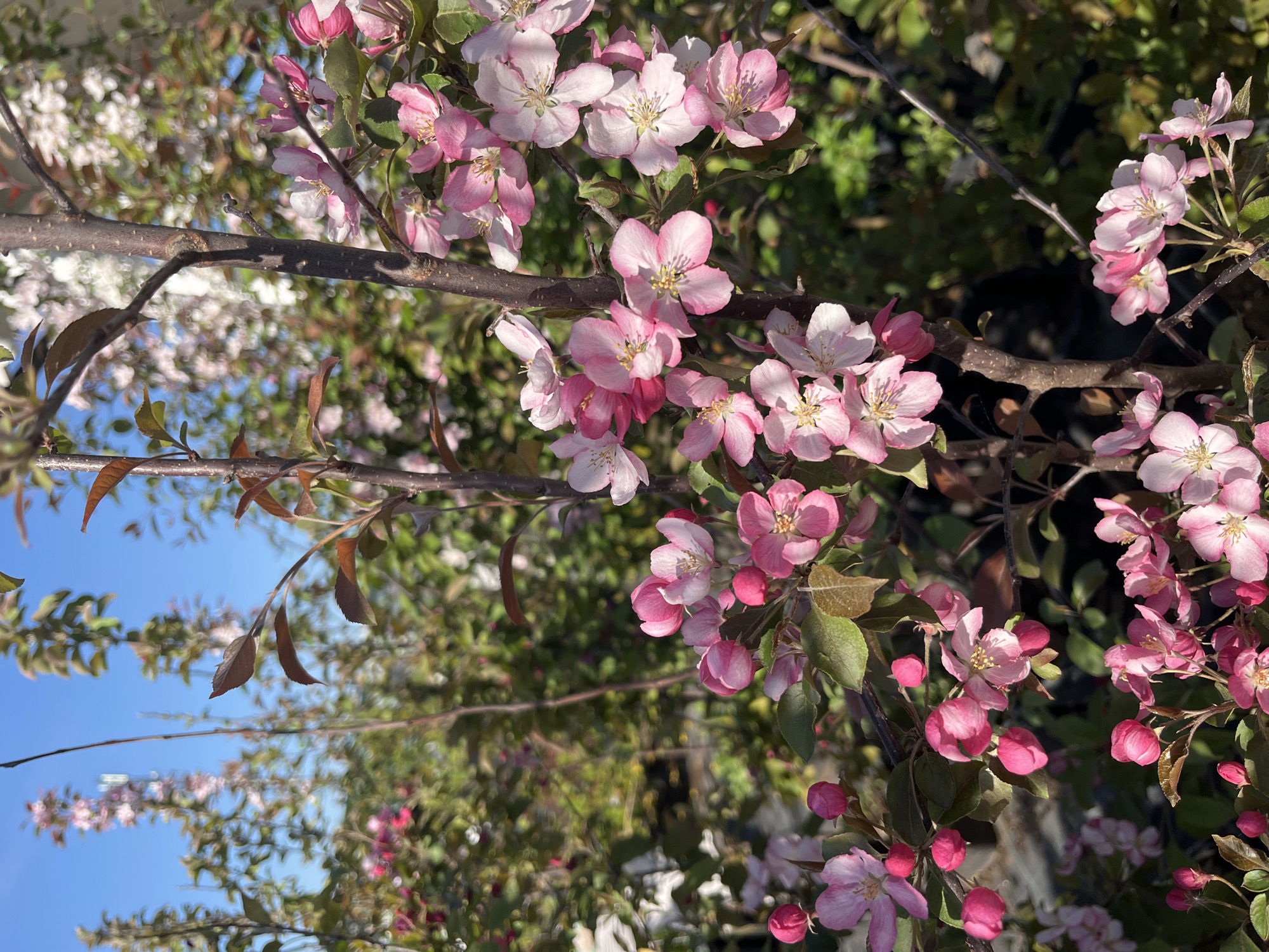 The image shows a close-up of a tree branch laden with pink and white blossoms. The blossoms appear to be in various stages, some fully open and others still in bud. The background is blurred, with hints of green foliage and a glimpse of blue sky. There are no people visible in the image. The location is not discernible from the image content.