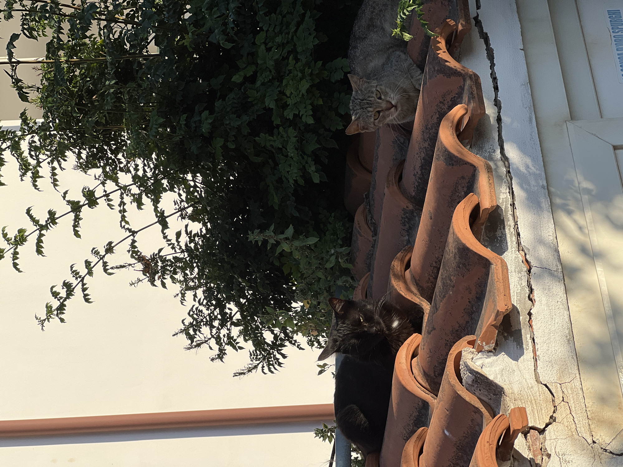 Two cats are resting on a tiled roof in Santa Flavia, Italy. A black cat with a white patch on its chest is on the left, facing to the right with its eyes partially closed. A tabby cat with grey and brown markings is on the right, facing forward. Both cats are lying down. The roof is made of orange, curved tiles. Behind the cats, there is lush green foliage. A pale wall is visible on the left, with a dark shadow cast by a vertical pipe. Sunlight illuminates the scene from the right, casting shadows on the roof and wall. The wall below the roof shows signs of cracking and wear.