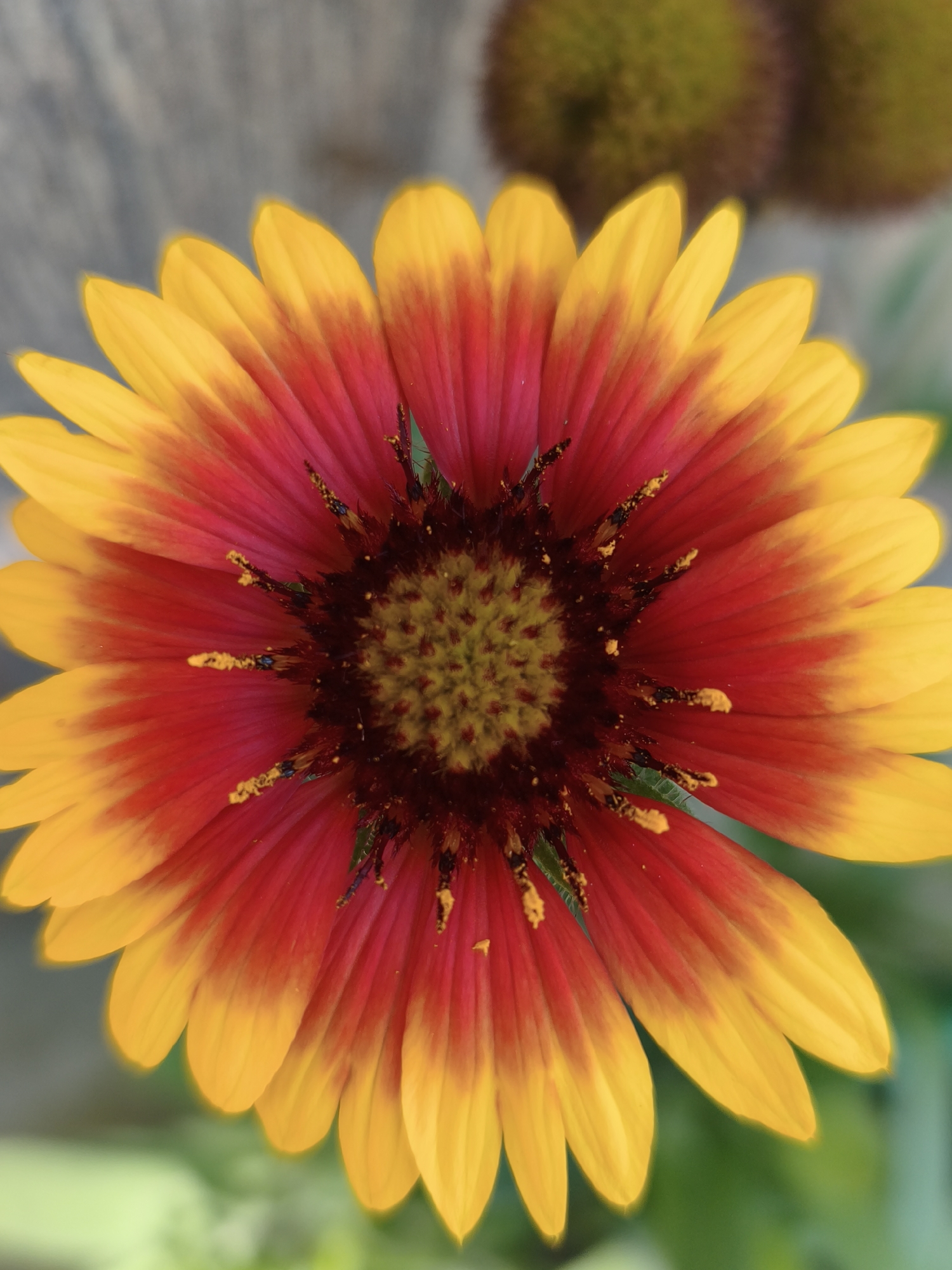 The image is a close-up, top-down view of a Gaillardia flower, commonly known as a blanket flower, in full bloom. The flower exhibits a striking bicolor pattern with petals that transition from a deep crimson red at the center to a vibrant yellow at the tips. The center of the flower is a dark, textured disc adorned with fine, yellow pollen. The background is softly blurred, with hints of muted green foliage and a textured, gray surface that could be a wall or a piece of wood. The lighting appears to be natural, highlighting the rich colors and delicate textures of the flower. This image was captured on June 21, 2024, at an unspecified outdoor location within the city of Chaikovsky, Russia. No people or specific landmarks are visible in the scene.