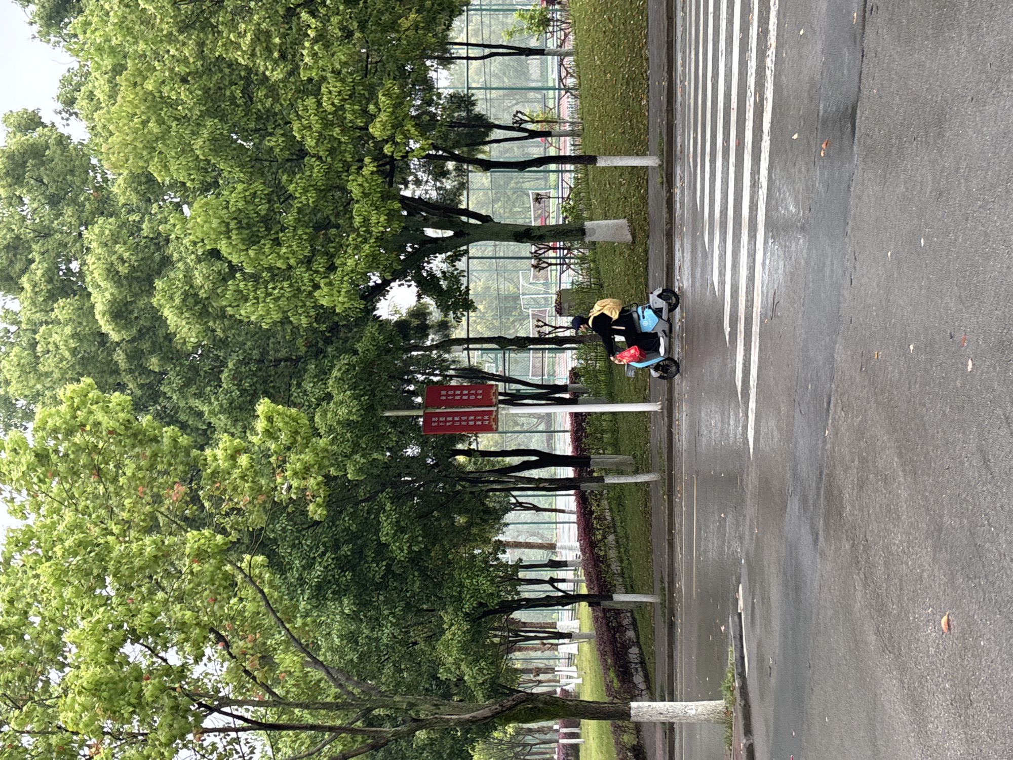 An outdoor scene in Jiangjin, China, presents a street view with lush trees lining the left side, their trunks painted white at the base. A pedestrian crossing is visible on the right, intersecting with a wet asphalt road reflecting the overcast sky. A person on a blue scooter is crossing the street. In the background, a fenced area suggests a sports facility, possibly a tennis court, with nets visible. A red sign with white characters stands beside the trees. The scene appears to be captured on a grey, possibly rainy, day.