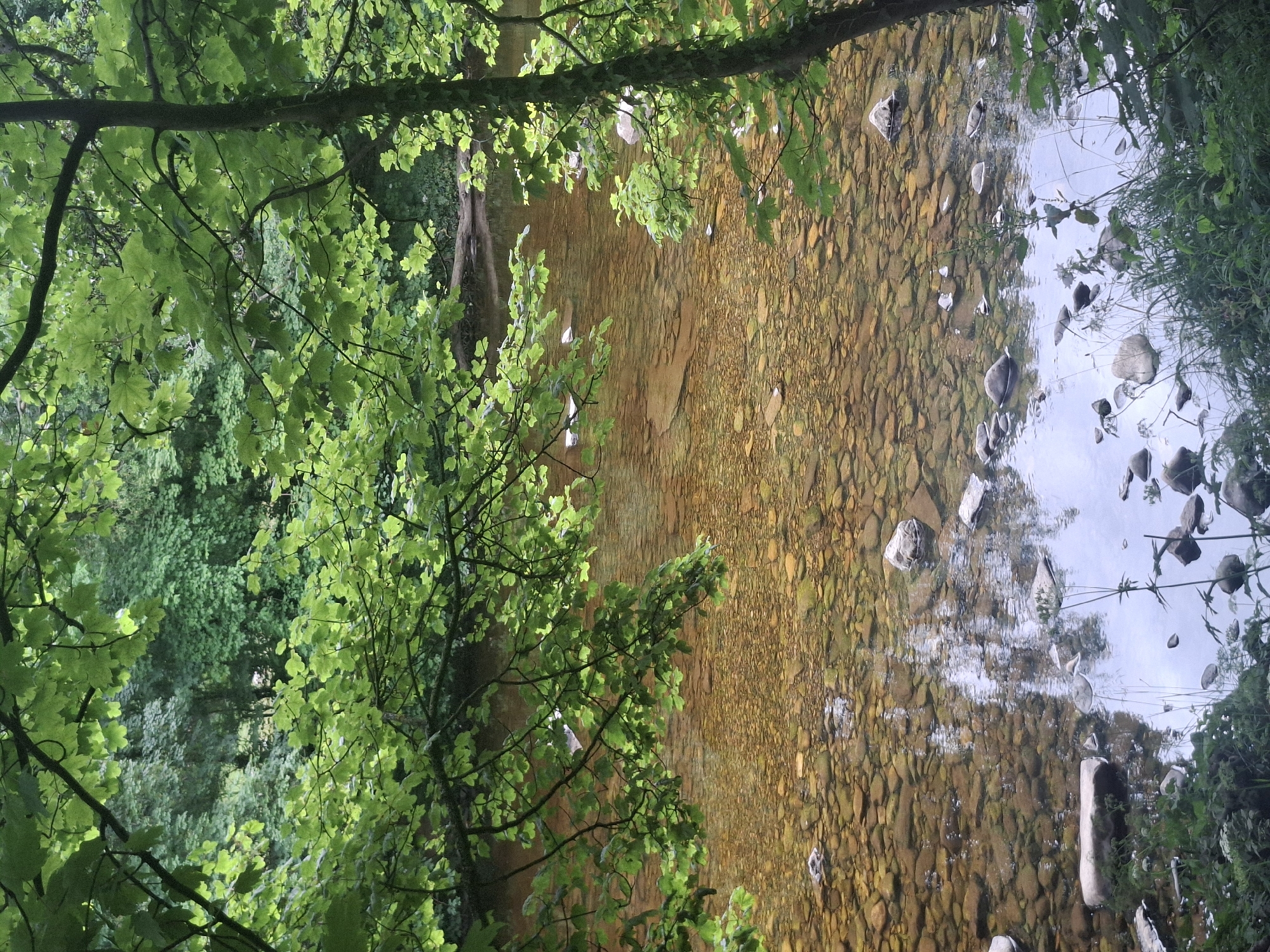 The image depicts a clear, shallow river flowing over a bed of smooth, rounded pebbles. The water is a warm, translucent amber color, allowing the riverbed to be clearly visible. Overhanging branches of lush green trees frame the scene from above, their leaves creating dappled shadows on the water's surface. Sunlight filters through the foliage, illuminating patches of the river and the surrounding greenery. The riverbanks are visible in places, covered in lush vegetation and scattered with more rocks. The overall atmosphere is serene and natural. This scene is located in Richmond, United Kingdom, likely in a park or a wooded area adjacent to the River Thames, given Richmond's geography. No people are present in the image, and no actions or interactions are taking place.