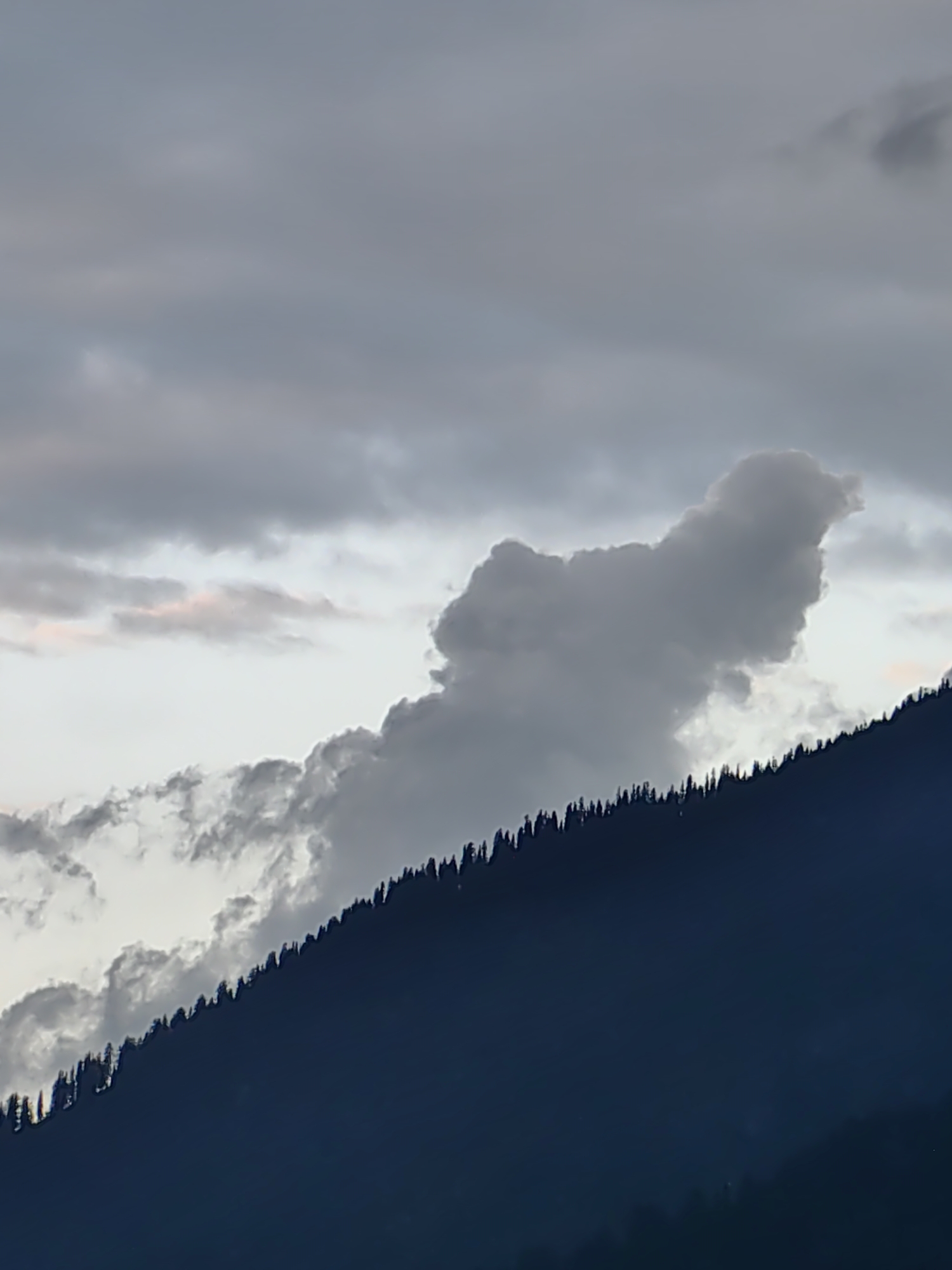 The image captures a silhouetted mountain range with a line of pine trees along its crest, set against a dramatic sky filled with clouds. A prominent, uniquely shaped cloud formation, resembling an animal, is visible in the upper portion of the sky. The lower part of the image is dominated by the dark silhouette of the mountain, creating a stark contrast with the lighter sky. The scene suggests a natural landscape, likely at dusk or dawn, given the atmospheric lighting. The location of Vashisht, India, is mentioned as part of the context, implying this is a view of the mountainous terrain surrounding the town.