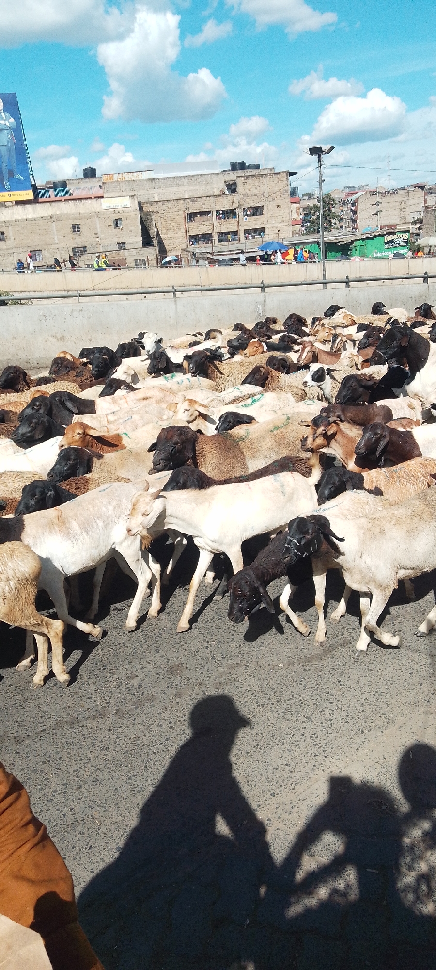 The image depicts a large flock of sheep or goats moving across a paved road in Nairobi, Kenya. The animals are a mix of colors, including white, brown, and black. In the background, there is a raised concrete structure or overpass with people visible on it. Behind that is a cityscape with buildings. A billboard stands prominently in the background. The sky is blue with scattered white clouds. Shadows, presumably of people, are cast on the road in the foreground.