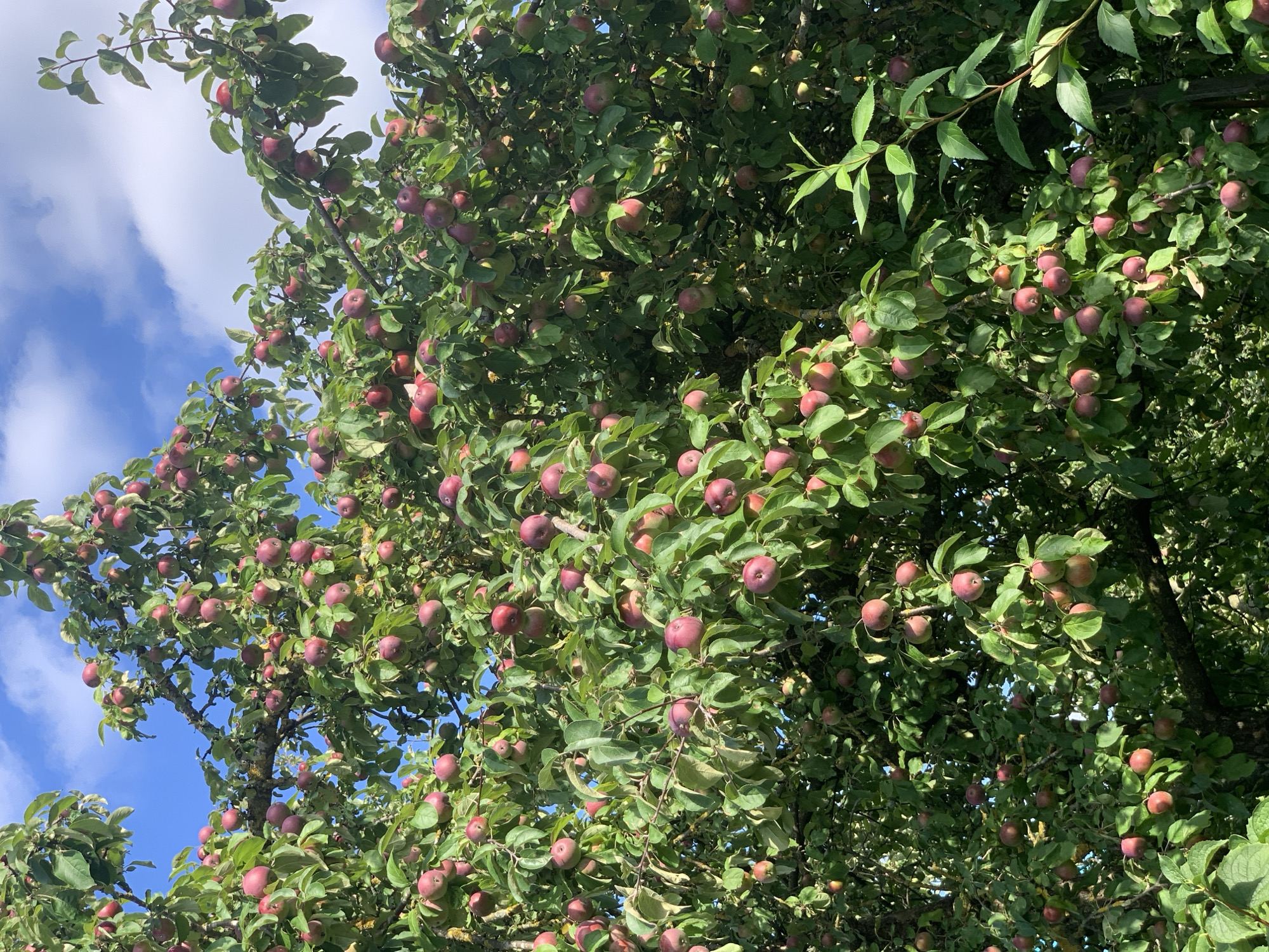 A close-up, eye-level, full shot shows a dense canopy of a mature apple tree laden with ripe, red apples against a bright blue sky with scattered white clouds. The image appears to be taken in Kapyĺ, Belarus, as indicated by its content. The tree's branches are heavily burdened with fruit, with many apples visible in clusters, some partially obscured by leaves. The leaves are a vibrant green, suggesting a healthy tree in late summer or early autumn. The lighting is natural, indicating an outdoor daytime scene. There are no people or animals visible in the frame. The focus is on the abundance of apples and the lush foliage.
