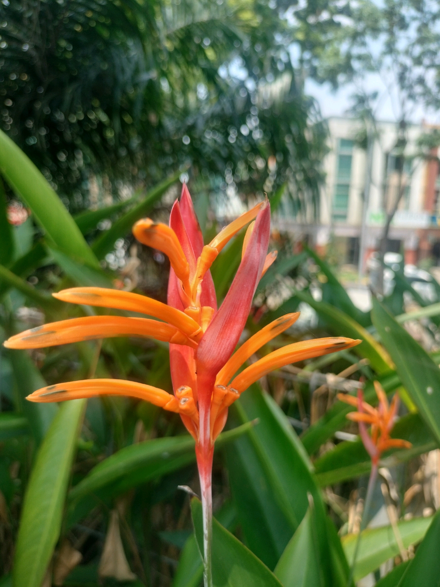 A close-up, eye-level shot focuses on a vibrant orange and red heliconia flower in the foreground. The flower's beak-like petals are a bright orange, transitioning to red at their tips, and are arranged in a cascading, almost claw-like manner. Behind the main flower, several elongated green leaves create a lush, natural backdrop. In the middle ground and background, the scene becomes blurred, suggesting a shallow depth of field. This blurred background reveals hints of urban elements: the light-colored facade of a building with green-tinted windows, a street lamp, and trees with dappled sunlight filtering through their leaves. The overall impression is a blend of nature and urban environment, possibly a garden or park area within the city of Batam, Indonesia, on a sunny day.