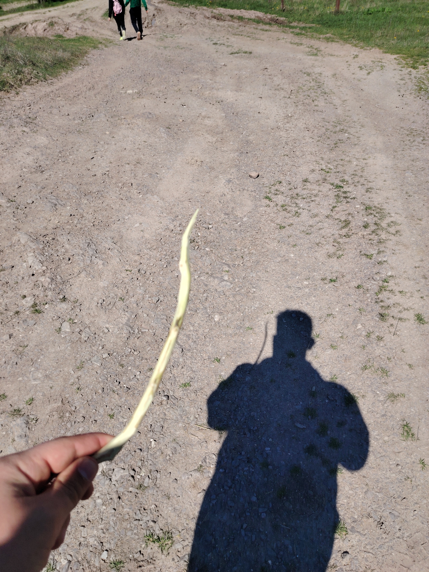 The image shows a person holding a stalk in their hand on a dirt road. The person's shadow is visible on the ground. In the background, two figures walk away from the camera up a slight incline. The location is outdoors on a dirt road, presumably in Panagyurishte, Bulgaria. The environment includes gravel and sporadic vegetation. The interaction is between the person holding the stalk and their environment, including the dirt road and walking figures.