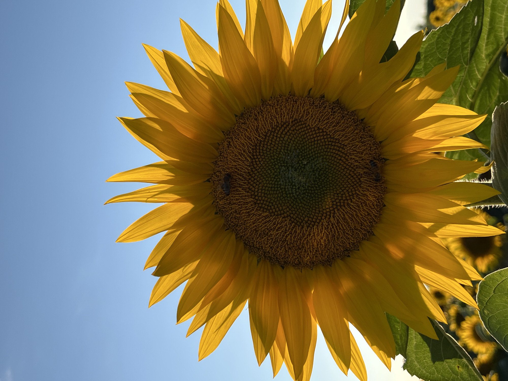 A close-up, vertical shot captures a large sunflower dominating the frame against a clear, bright blue sky. The sunflower's yellow petals are illuminated from behind, creating a warm glow and casting subtle shadows. The center of the sunflower is filled with a dense pattern of brown seeds. Two small bees are visible on the dark center of the flower, engaged in foraging. In the background, out of focus, more sunflowers can be seen in a field, suggesting a sunflower farm or meadow. The bottom of the image shows large green leaves of the sunflower. The overall lighting indicates it is daytime, likely morning or late afternoon due to the warm, directional light. The image is free of any discernible urban or man-made structures that would suggest a specific city location like Ostriv, Ukraine, or any other urban environment. The scene is purely natural.
