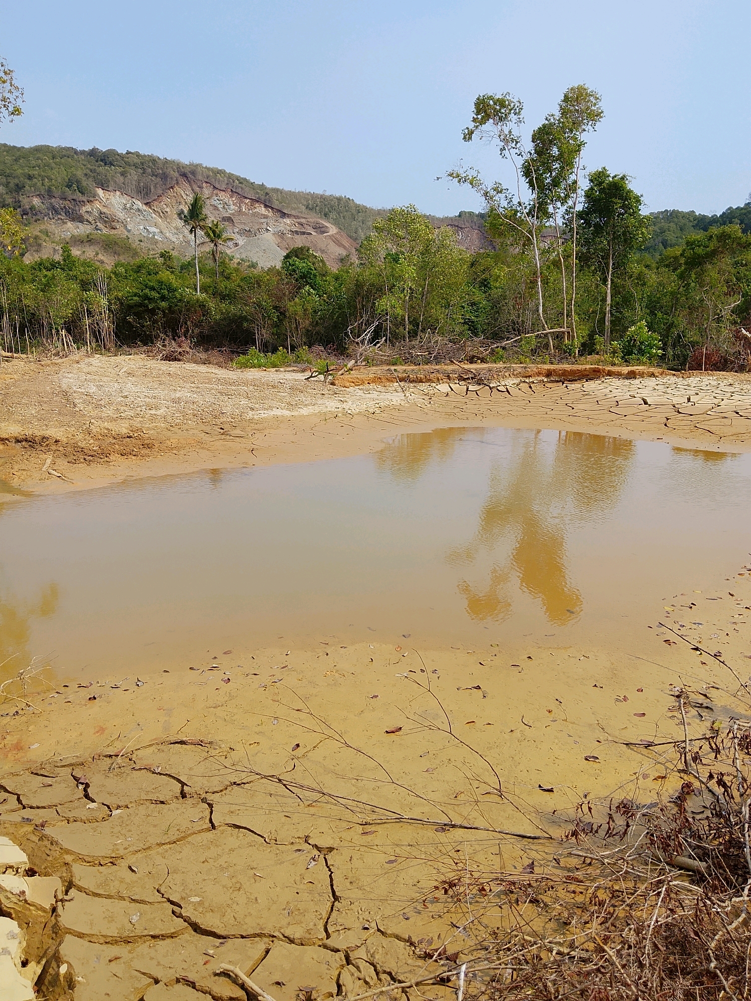 The image shows a muddy, dried-out pond in a landscape that appears to be undergoing some form of environmental disturbance. The foreground is dominated by cracked, dry mud, with a shallow pool of muddy water reflecting the sky and some trees. Scattered dry branches and leaves are visible on the mud. In the midground, there is a dense growth of green trees and some taller, slender trees. In the background, a large, eroded hillside is visible, with evidence of deforestation and a scar from what appears to be mining or construction activity. The sky is clear and light blue. There are no people or animals visible in the image. The location is described as Unknown, Unknown.
