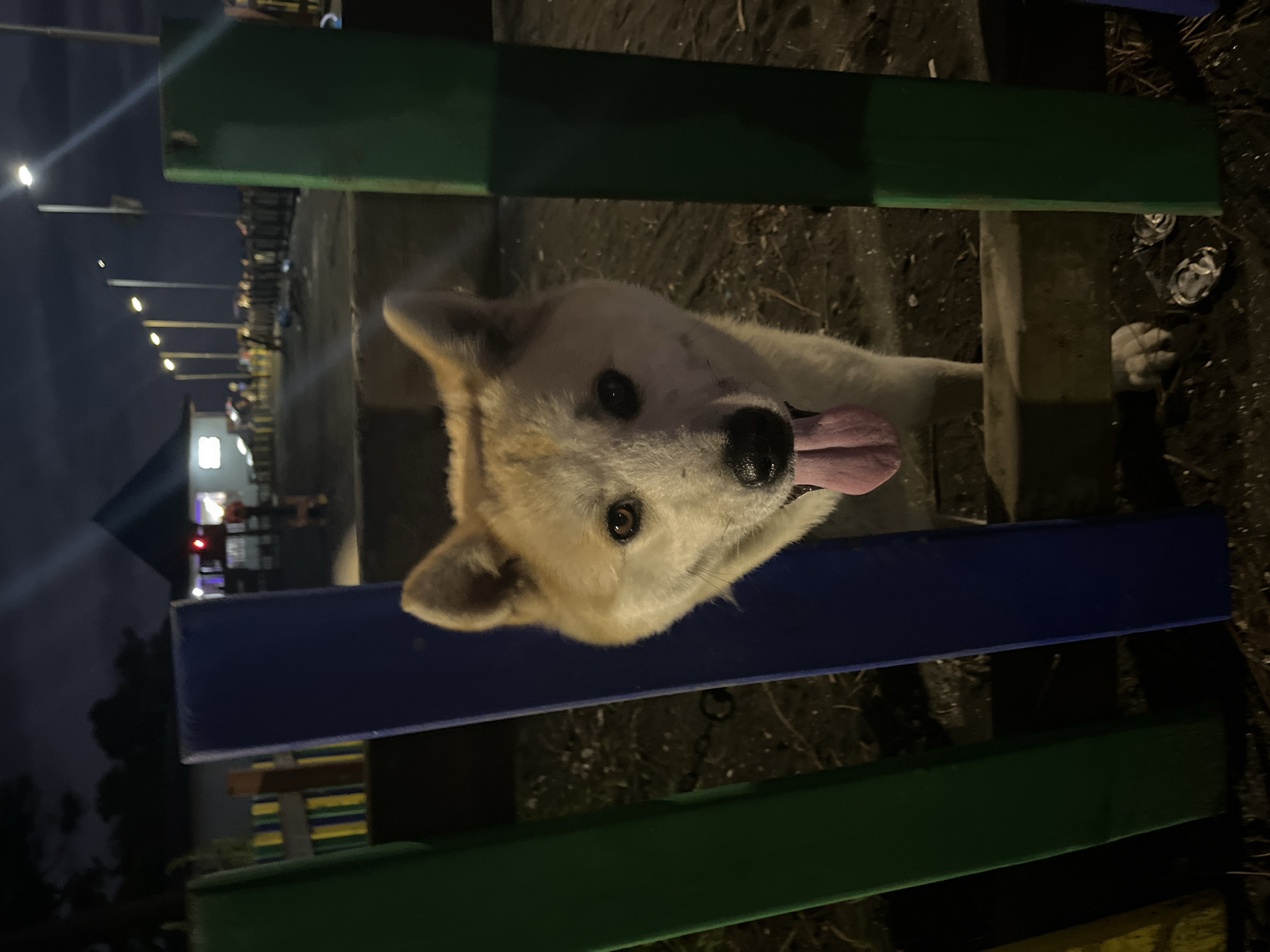 An Akita dog with light brown and white fur is looking through a gap in a colorful fence made of vertical green and blue posts and a horizontal wooden beam. The dog's head and upper chest are visible, with its mouth open and tongue hanging out, suggesting it might be panting. Its eyes are dark brown and alert. The background is dark and appears to be an outdoor setting at night. In the distance, there are lights from buildings and street lamps, and a blurred crowd of people. The scene is likely located in Ureki, Georgia, possibly near a beach or recreational area, given the presence of lights and a gathering of people. The ground is covered in dirt and some debris.