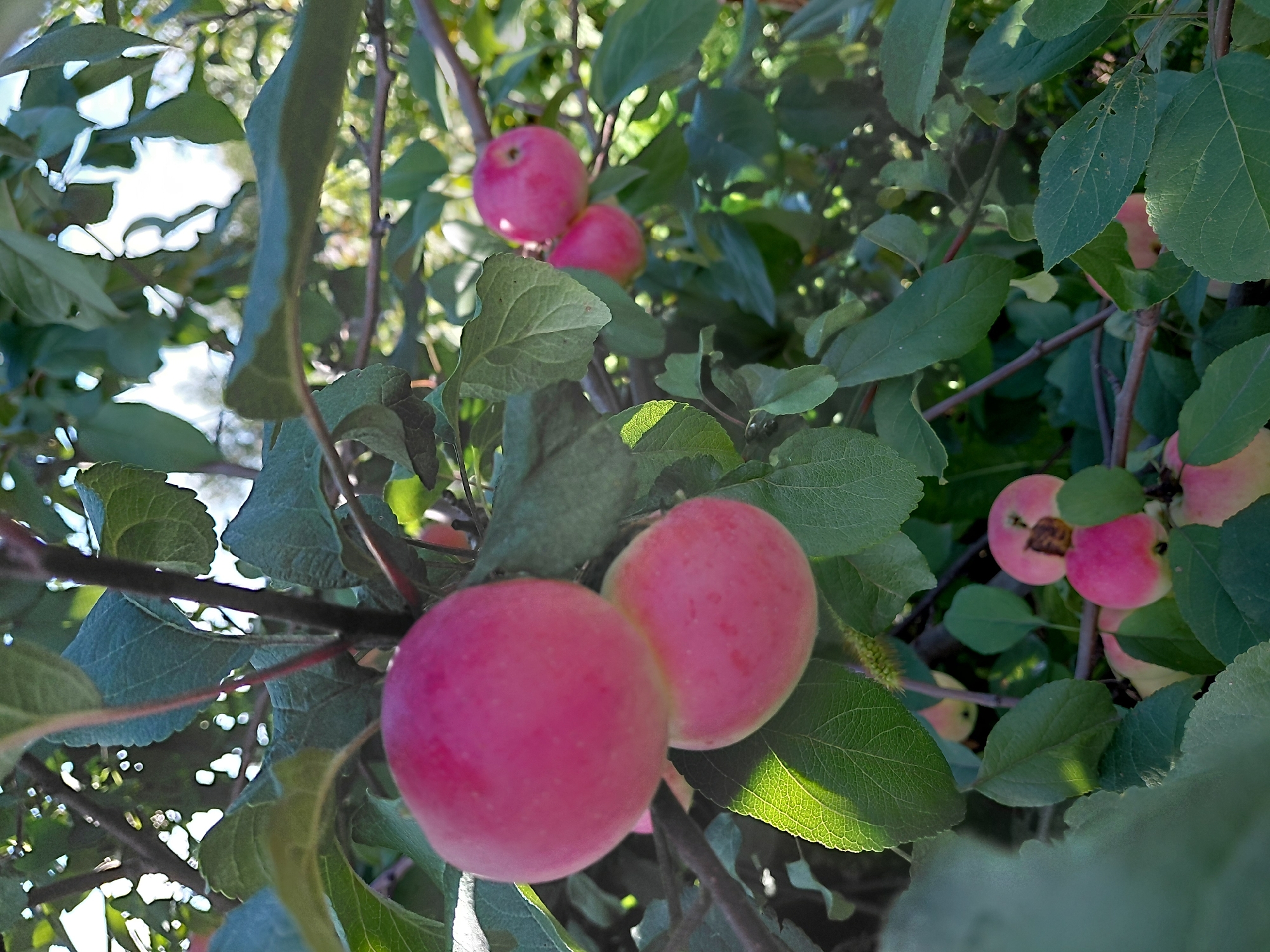 The image shows a cluster of small, pinkish-red apples hanging from a tree branch, interspersed with green leaves. The apples vary in size and ripeness, with some appearing more intensely colored than others. The leaves are a vibrant green, with some showing signs of sunlit translucence. The branches are dark and somewhat gnarled, indicating maturity. The background is a blur of green foliage and dappled sunlight, suggesting an outdoor setting, likely a garden or orchard. There are no people or animals visible in the image. The overall impression is one of a natural, still life scene focused on the fruit of the tree.
