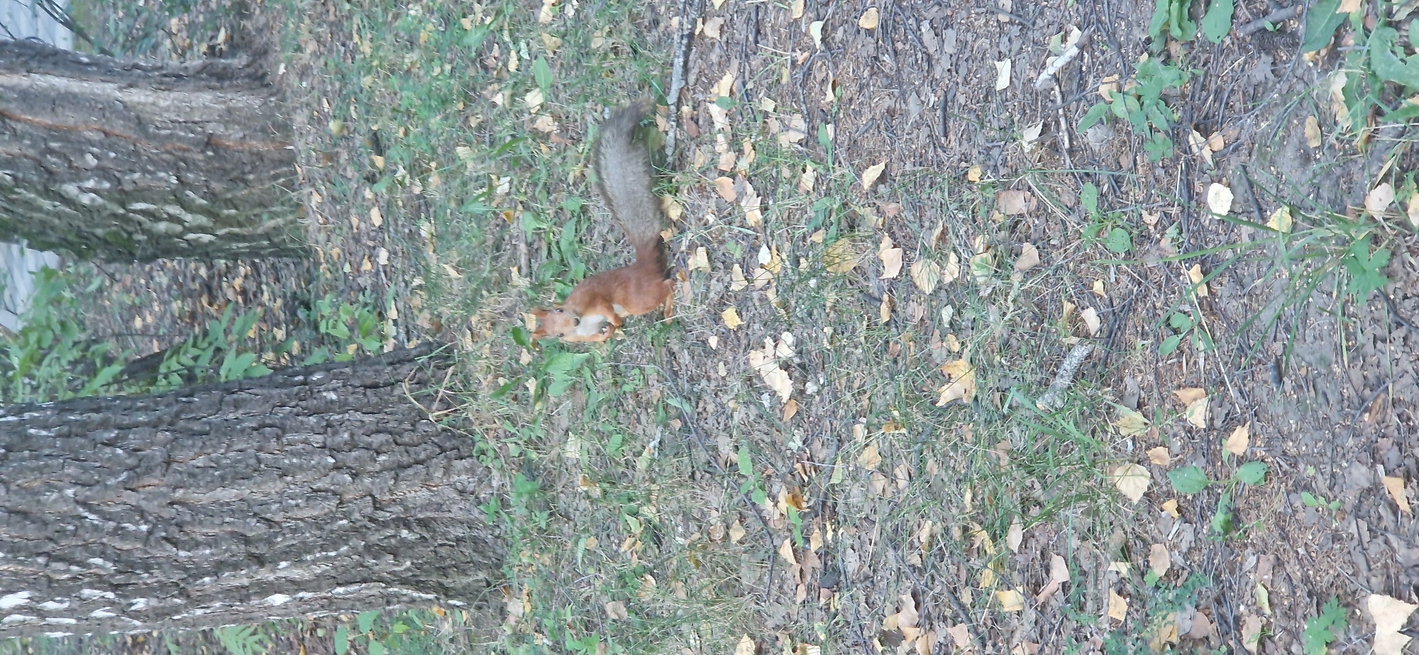 A squirrel with reddish-brown fur and a grayish tail stands upright on its hind legs on a forest floor covered in dry leaves and grass. It is positioned to the right of a large tree trunk. The tree trunk, likely a birch due to its bark texture, is in the left foreground. The background consists of more trees and foliage. The scene is set in a natural outdoor environment, possibly a park or wooded area, consistent with the parks in Krasnoobsk, Russia.