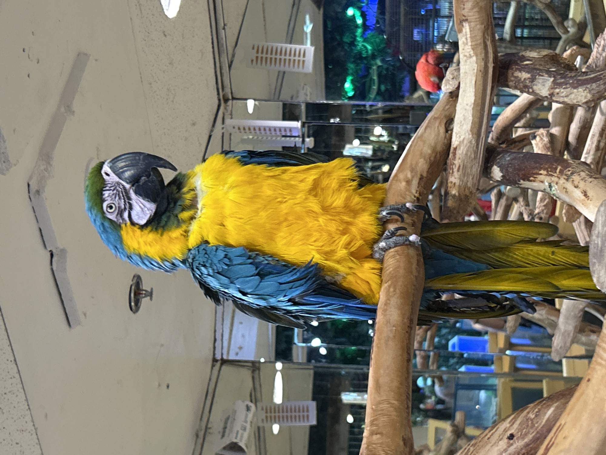 A blue-and-yellow macaw perches on a wooden structure inside a building. The building appears to be a pet store or animal exhibit, as cages and other animals are visible in the background. A red bird is partially visible behind the wooden structure. The store is located in the city of Fort Myers, United States of America.