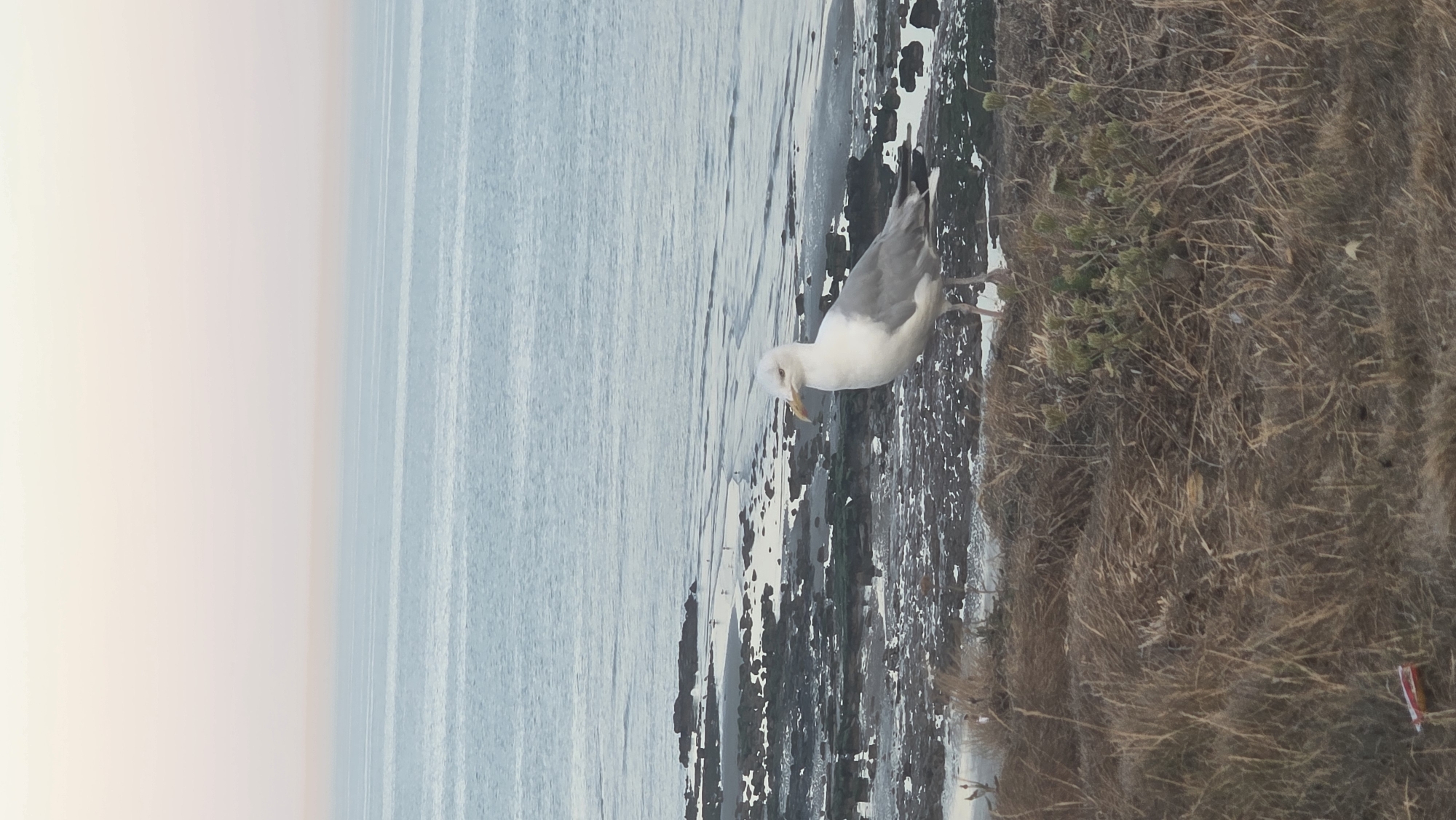 A medium shot captures a seagull standing on a grassy cliff overlooking a rocky shore and the sea. The sky is a pale gradient of pink and blue, with the sea reflecting the muted sky. The seagull, primarily white with gray wings and yellow beak, is positioned centrally, facing slightly to the left. The foreground is dominated by dry, wispy grass and sparse green shrubbery, with a discarded red and white wrapper visible on the ground to the lower left. The rocky shore is partially submerged by the tide, with scattered patches of seaweed. There are no people or vehicles visible in the scene. The image appears to be taken at dusk or dawn, given the soft lighting and pastel sky. Based on the prevalence of large flocks of seagulls and the rocky coastal landscape, this scene is consistent with locations in Rother, United Kingdom, such as Camber Sands or Pett Level.