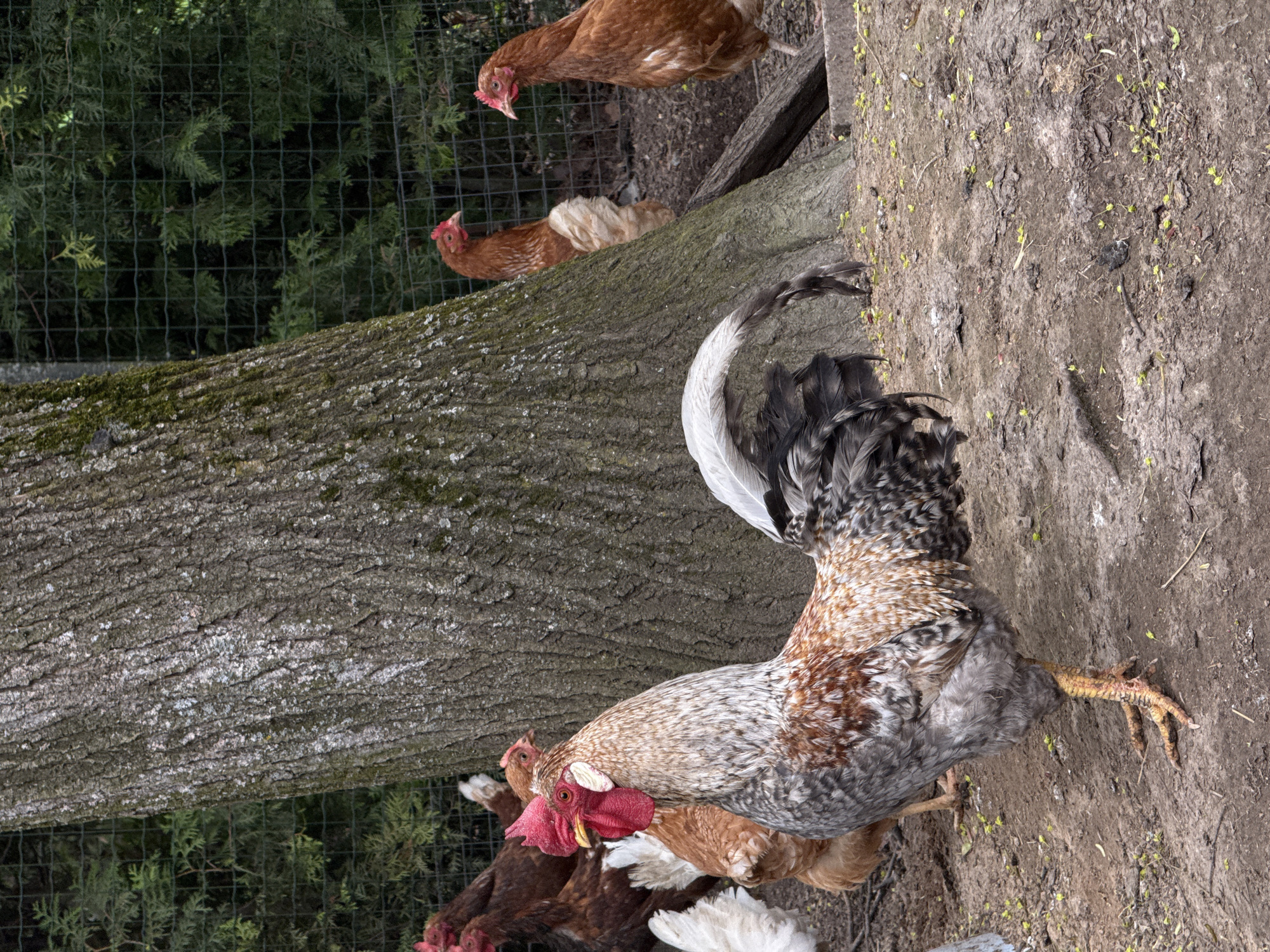 A tilted outdoor scene shows a large rooster standing on dirt in front of a tree trunk with other chickens nearby.
Three chickens are visible on top of the tree trunk, near a wire mesh fence. The dirt area has small green seedlings. The rooster is gray and brown with a red comb and wattle. Several other chickens are gathered below the rooster. The environment appears natural, possibly a rural setting. There is no clear indication of the city of Sapronovo, Russia, from the image.