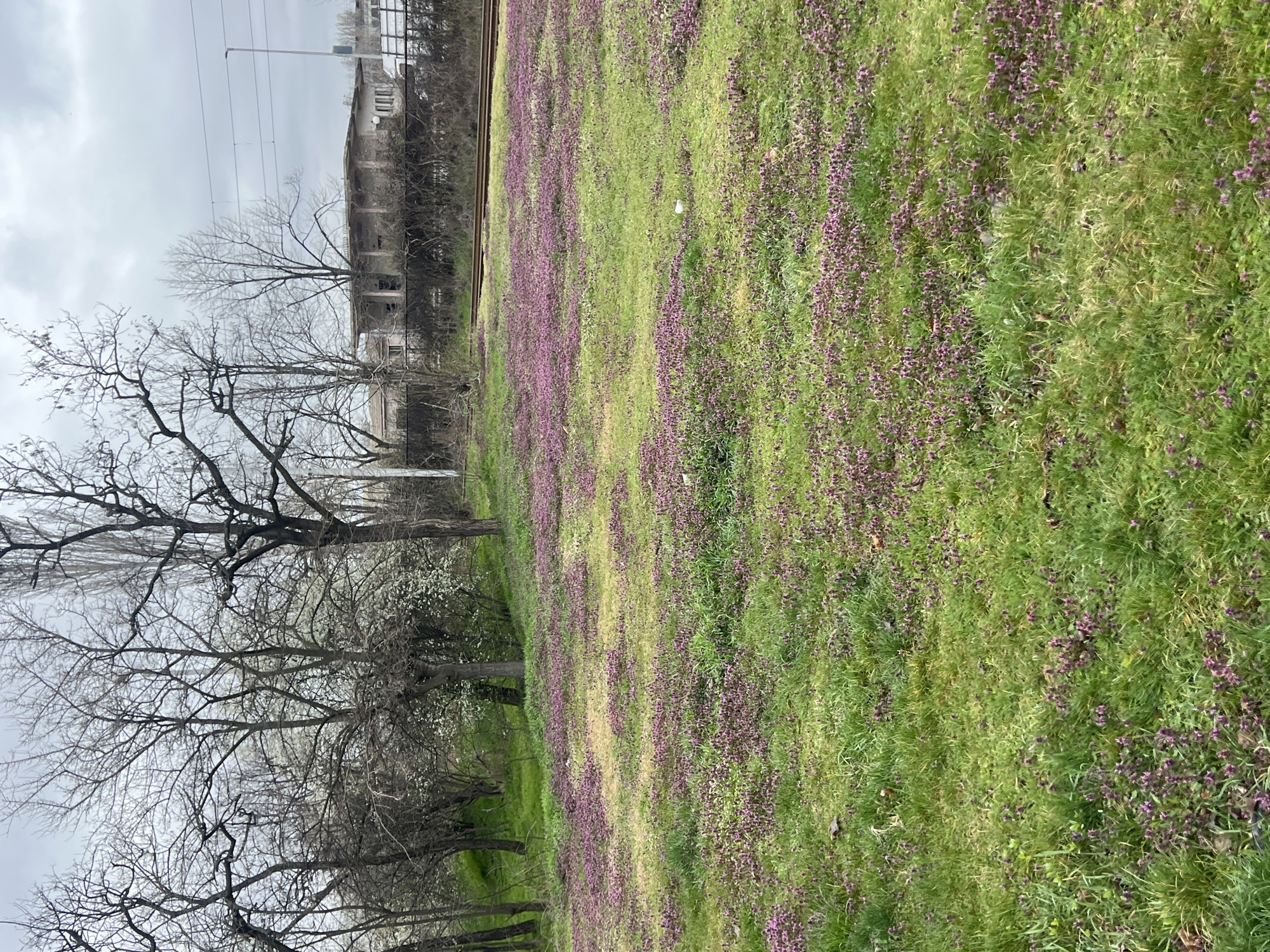 The image shows a field of grass and purple flowers in Sofia, Bulgaria, with bare trees lining the edge and a dilapidated building in the background, all under an overcast sky. A set of power lines are above the abandoned building. A train track runs along the field separating the dilapidated building and the grass.