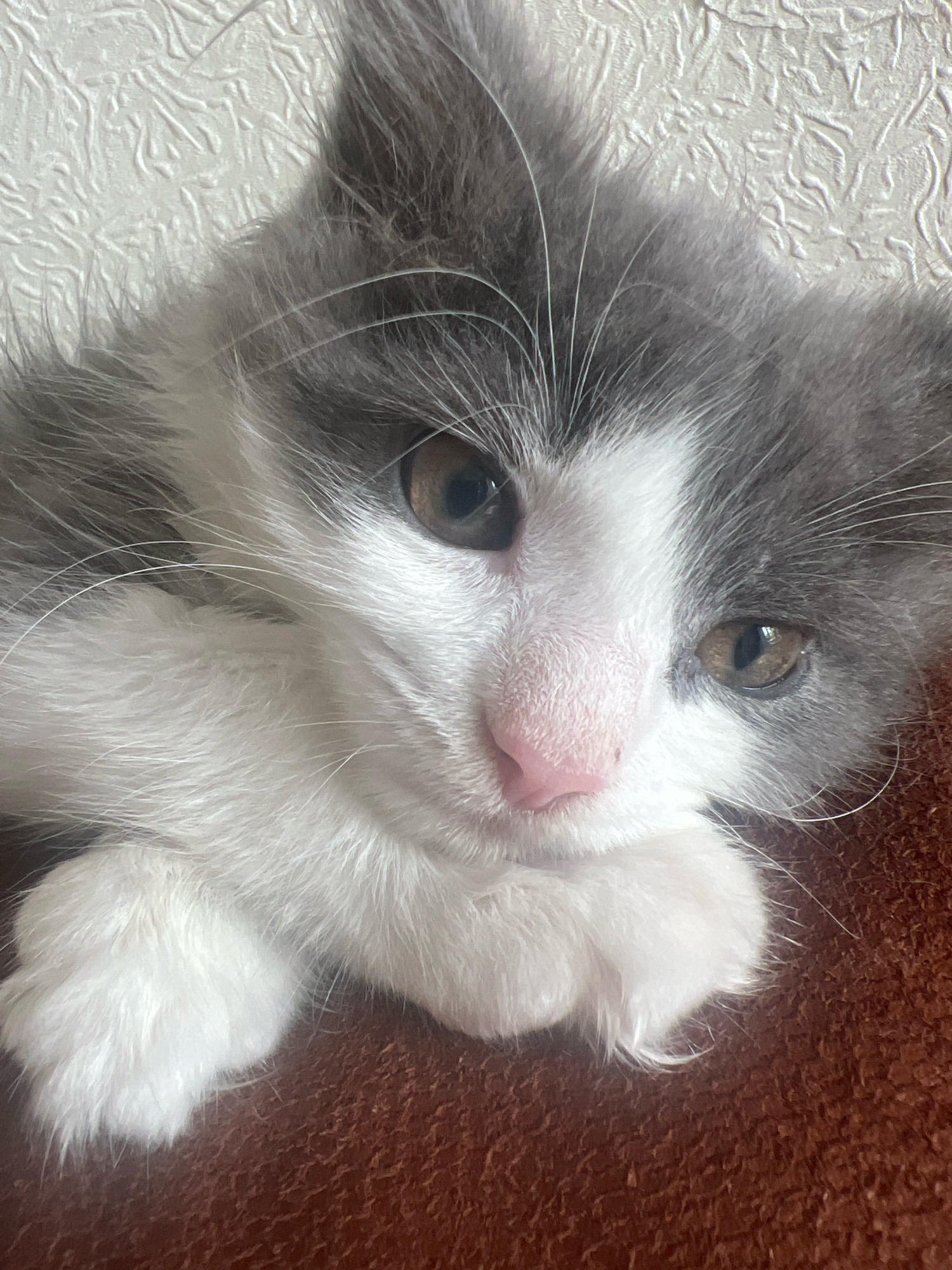 This is a close-up photograph of a kitten. The kitten has white and gray fur, with large brown eyes, a pink nose, and long white whiskers. It is resting its head on its paws. The background is textured and appears to be a light-colored wallpaper. The kitten is lying on a reddish-brown surface, possibly a blanket or furniture. There is no visible indication of the location in the city of Ulyanovsk, Russia.
