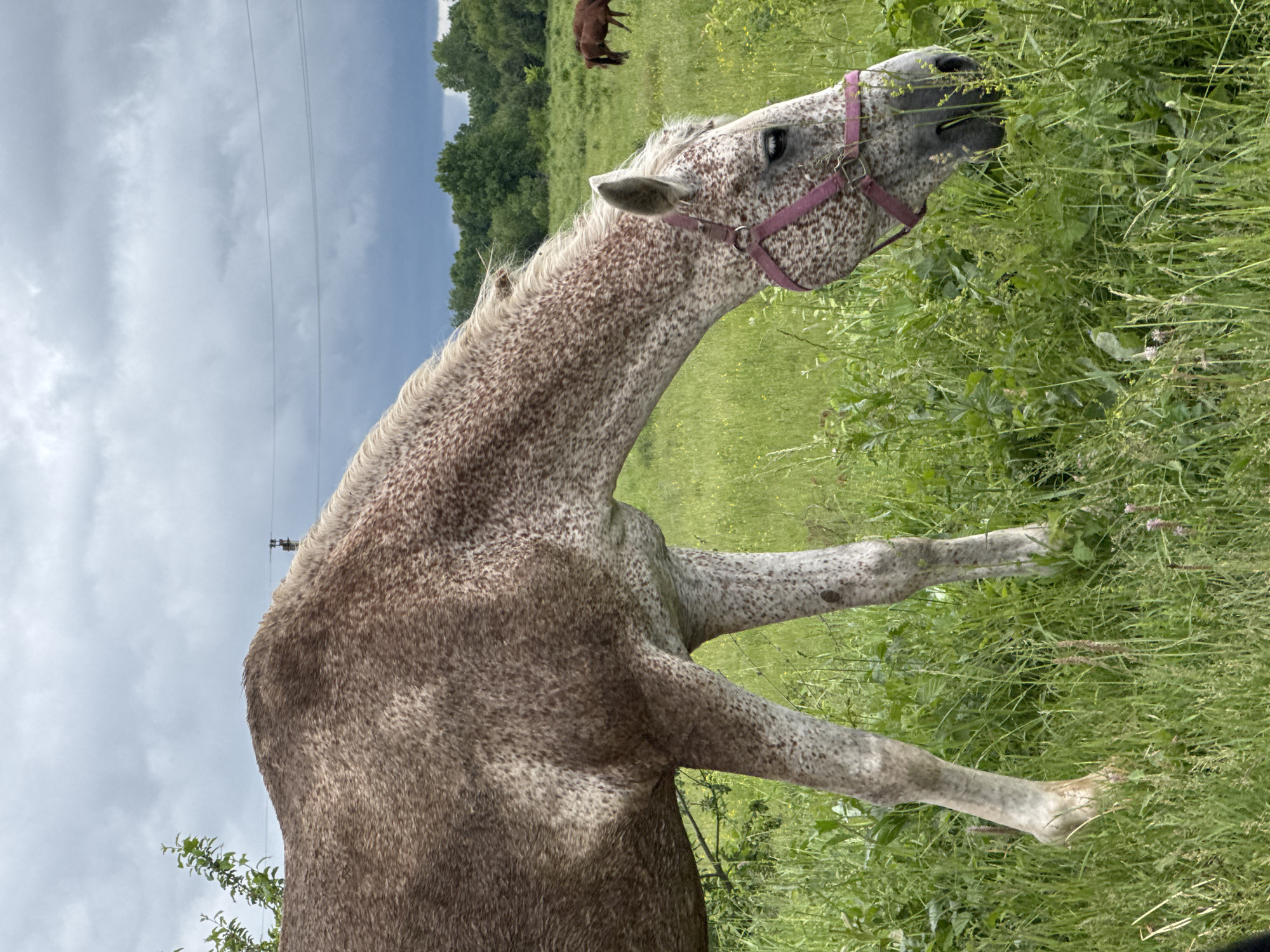 A flea-bitten grey horse, characterized by a light grey coat with extensive reddish-brown speckles, is captured grazing in a green pasture in Noviy, Russia. The horse, wearing a pink halter, has its head lowered towards the ground, actively consuming dense green grass and other foliage. Its front legs are partially obscured by the vegetation. In the middle ground, two smaller, solid brown horses are visible in the field, further away. A line of green deciduous trees forms the horizon. The sky overhead is heavily overcast with thick grey clouds, and utility poles with power lines are present in the upper background. The scene is illuminated by diffused, natural light.