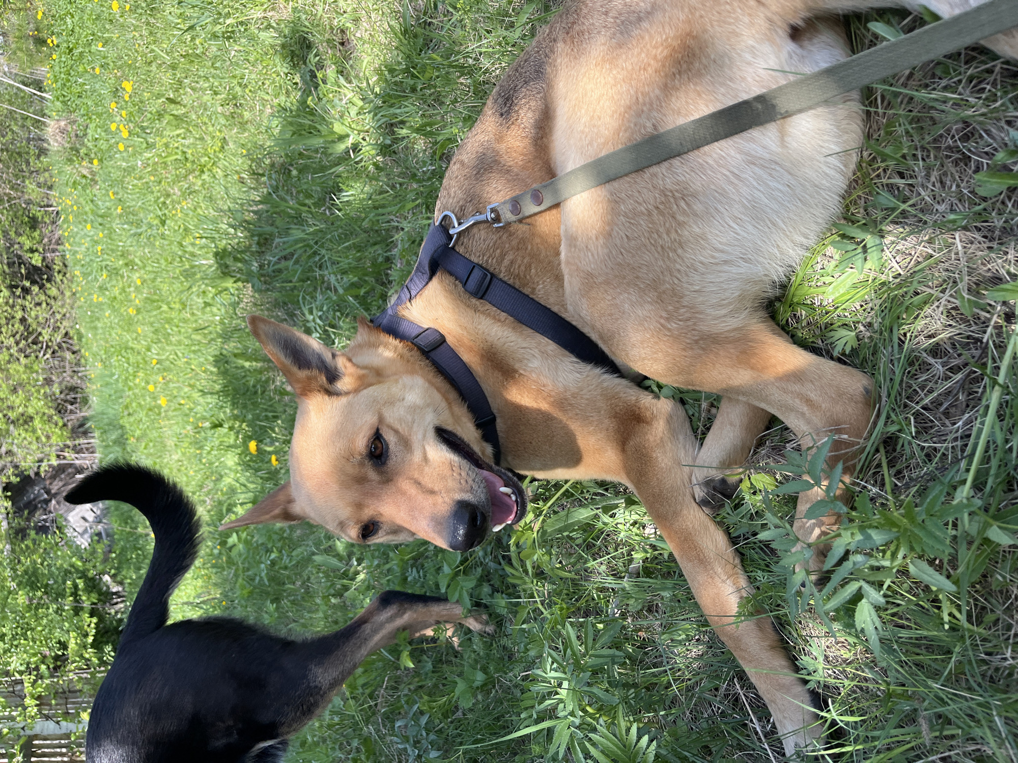 A dog wearing a harness and leash is lying on its side in a grassy area. A second black dog is also visible. The location appears to be outdoors during daylight, likely in Nizhny Tagil, Russia. The specific location within the city and additional details are not determinable.