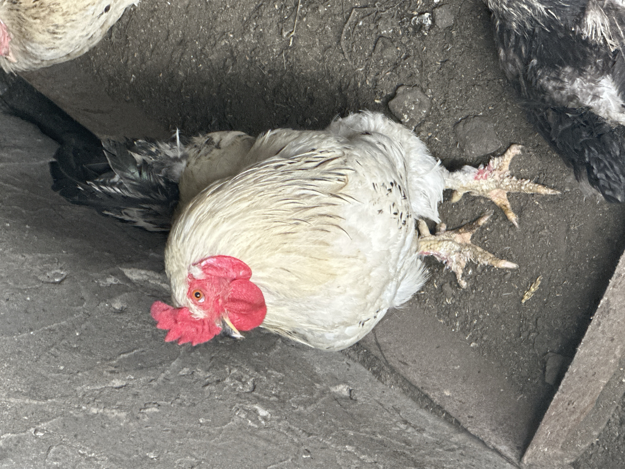 The image shows a close-up view of a white rooster lying on its side on the ground. Its head is turned towards the left, with a bright red comb and wattles. The rooster's eyes are open, and it appears to be alert. Its body is mostly white, with some black speckling on its feathers. Its legs are visible, with sharp claws. The ground beneath the rooster is a mixture of dirt and some rocky material. In the background, there are hints of other chickens, with darker feathers visible on one. The scene appears to be in an outdoor enclosure, possibly a coop or yard. The lighting suggests it might be daytime, with no obvious indicators of specific weather conditions. The location is identified as Tobyl, Kazakhstan. No text is visible in the image.