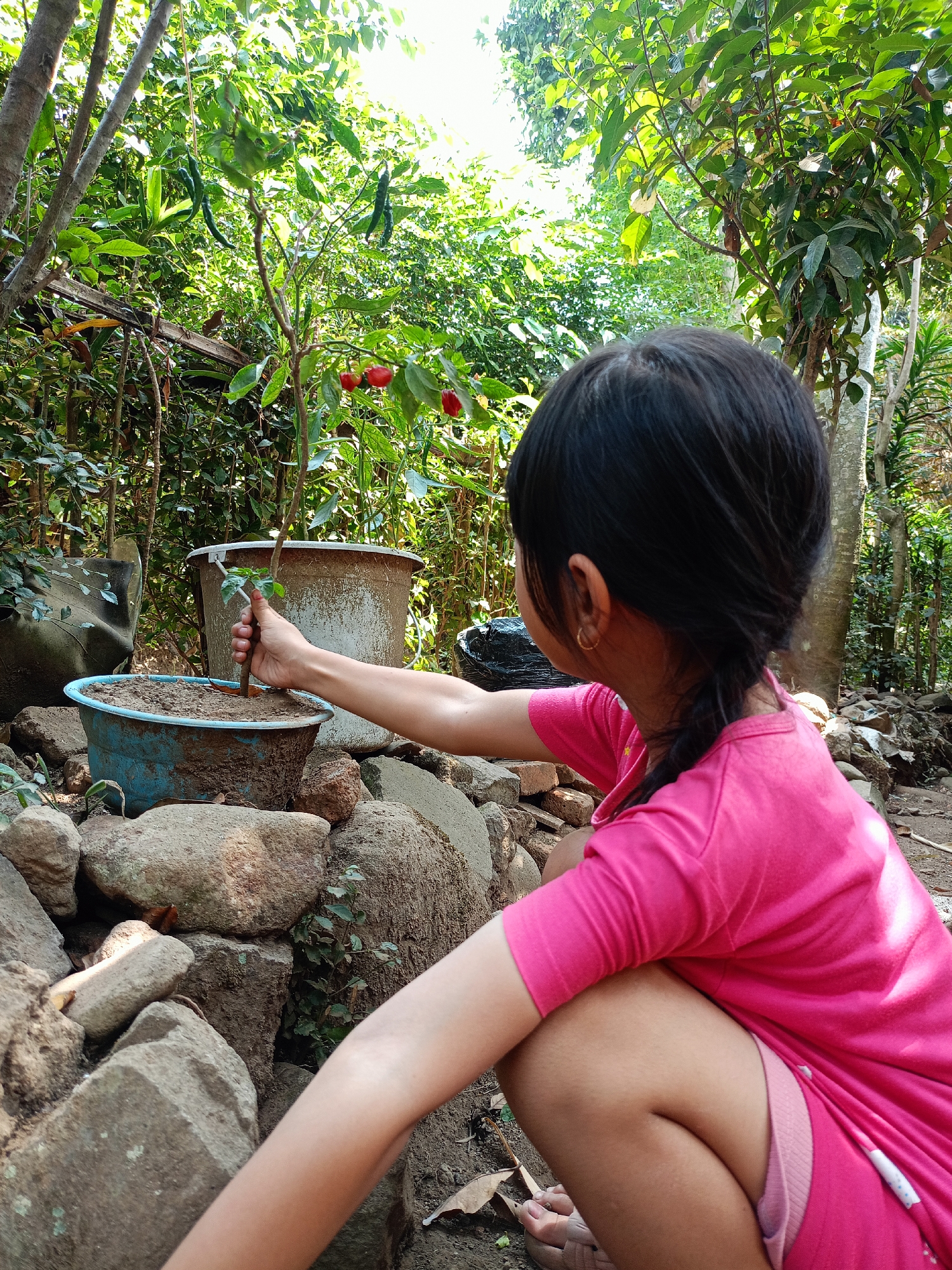 In a garden in the village of Jelbuk, Indonesia, a young child wearing a bright pink t-shirt and shorts kneels beside rocks. The child's right hand is extended, holding a small plant with green leaves. The plant is being placed into a blue plastic pot filled with soil. Behind the pot, a larger, weathered white pot sits on the ground. The background is filled with lush green foliage, including trees and bushes, with sunlight filtering through the leaves. The scene depicts a moment of gardening or planting activity.
