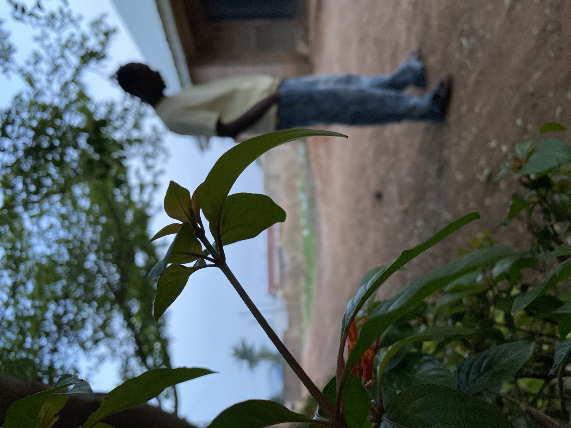 The image, taken in Bukuru, Nigeria, shows a medium shot of a dark-skinned person standing outdoors, slightly blurred in the background. They are wearing a light yellow shirt and dark pants. To the left of the person is a tree and a building, slightly out of focus. In the foreground are green leaves and stems of a plant. The ground is dirt.