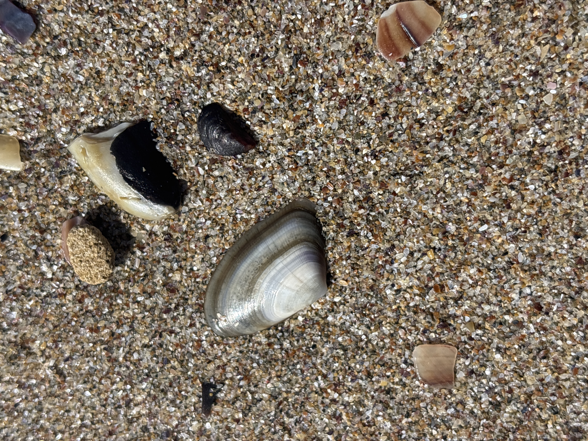 A close-up, high-angle shot of various shells and sand on a beach in Rezovo, Bulgaria. The sand is a mix of small, multi-colored grains. Prominently featured are a large, striped shell in the center-left, a black and white shell in the upper-middle, and a small, dark mussel shell to the right of the large striped shell. Other smaller shell fragments and a piece of porous, light-brown rock are also visible. The lighting suggests a bright, sunny day.