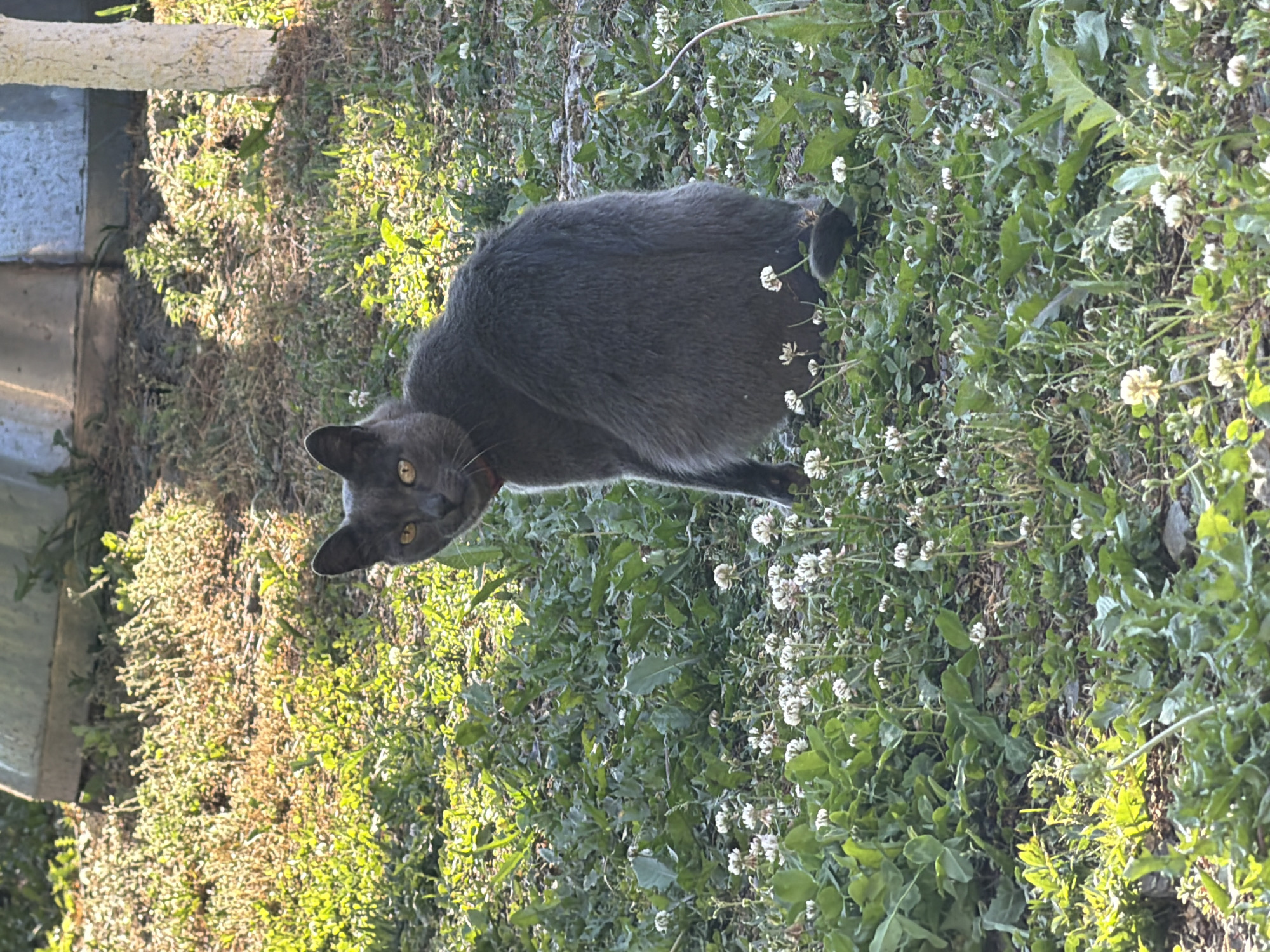A grey cat with yellow eyes sits in the grass, facing away from the camera and looking over its shoulder. The cat is wearing a red collar. The grass is dotted with small white flowers, and there is sunlight on the scene. In the background, there is a light-colored structure and a tree trunk. The scene appears to be outdoors in a natural setting.