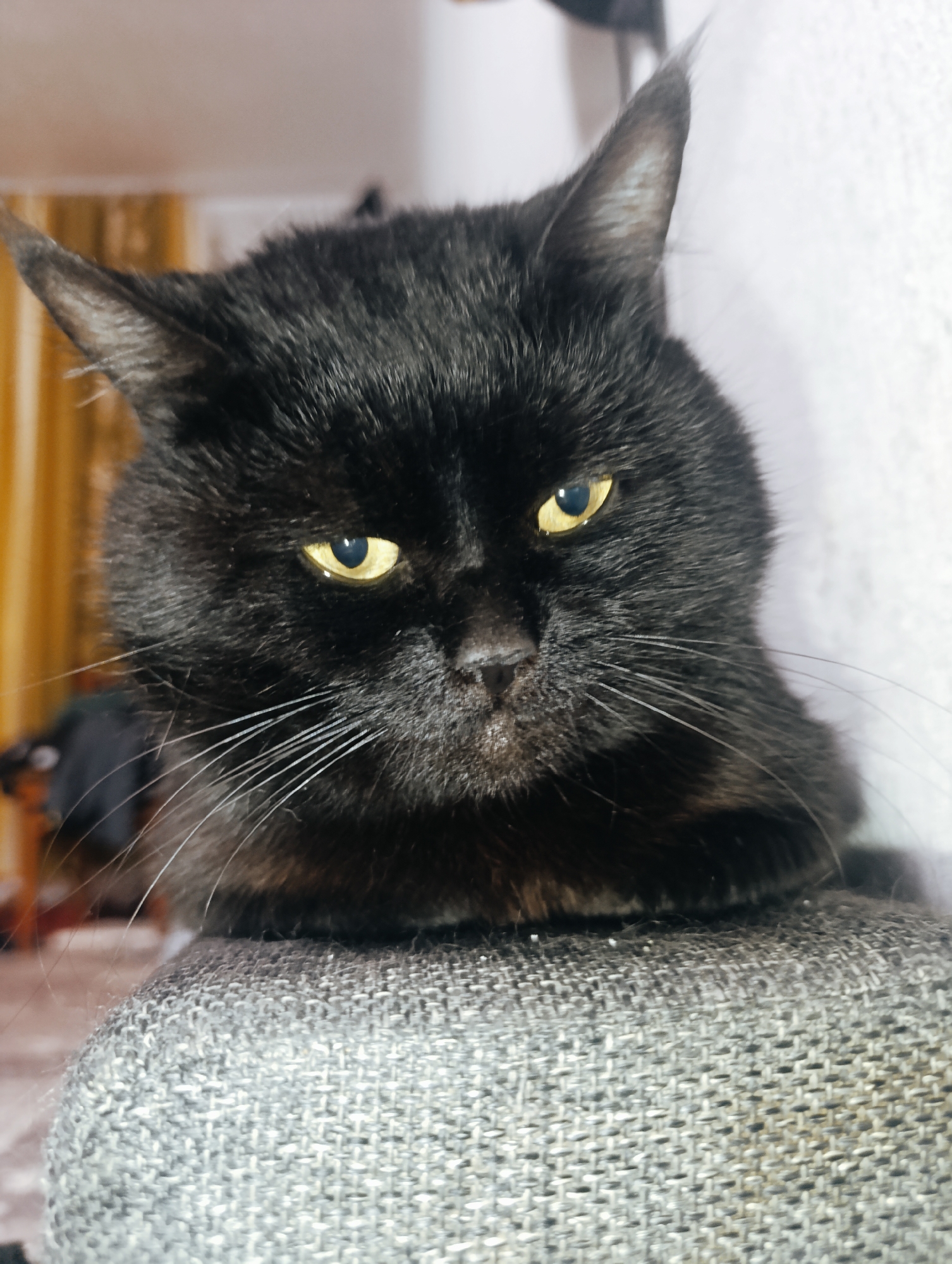 A close-up, low-angle shot shows a black cat with bright yellow eyes resting on a grey, textured fabric surface. The cat's face is directed towards the camera, with its ears perked. The background is out of focus, showing hints of vertical lines and a lighter surface on the right side. The image does not contain any information about the city of Zlatopil, Ukraine, nor any people or specific actions or interactions.