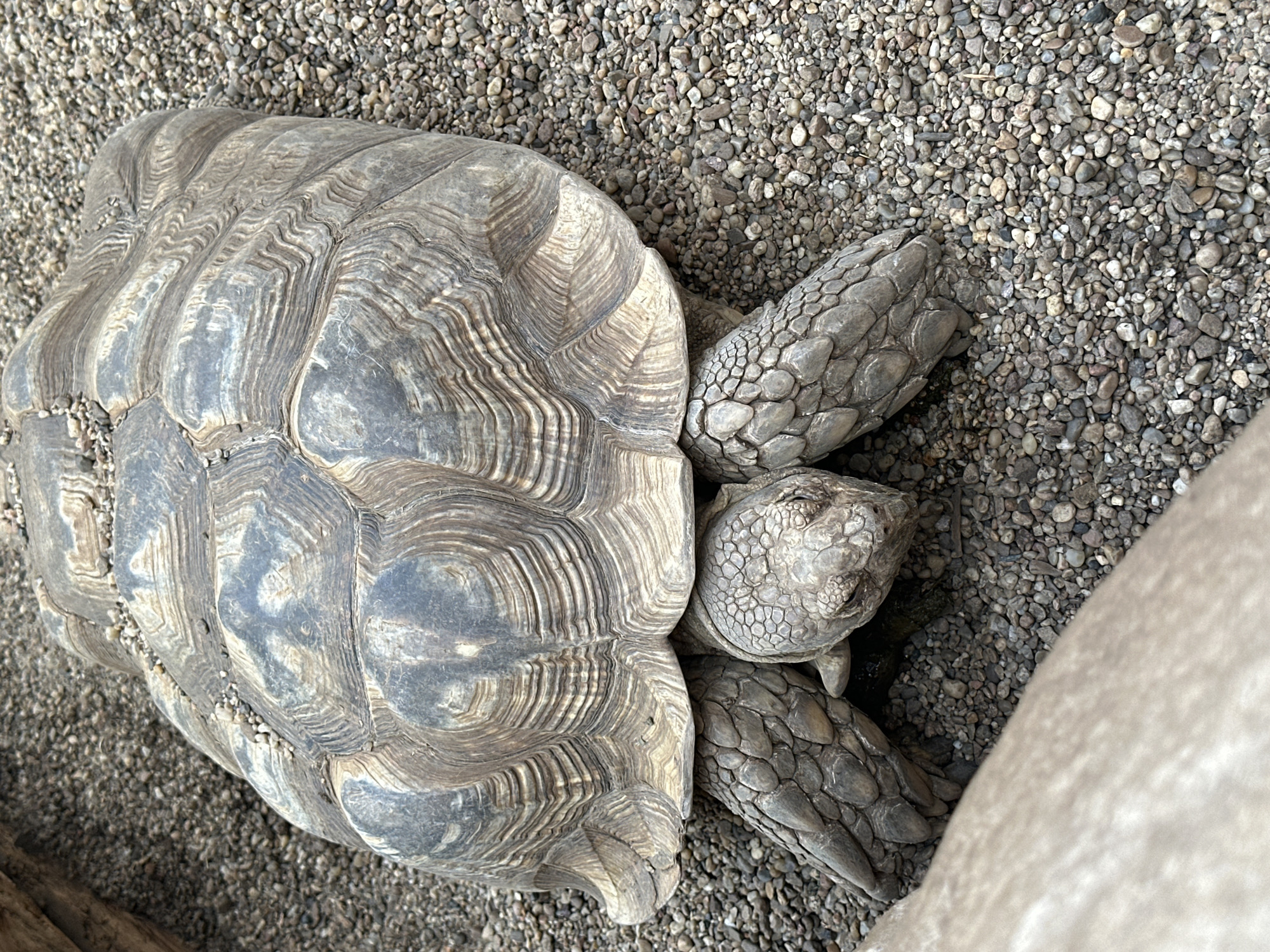 The image shows a tortoise on a bed of small, grey pebbles. The tortoise has a patterned grey shell and grey, scaled skin. Its head is facing toward the upper right corner of the image. Part of a large, smooth, light-colored object is visible on the right side of the image, partially obscuring the tortoise. The location, Wrocław, Poland, is not discernible from the image.