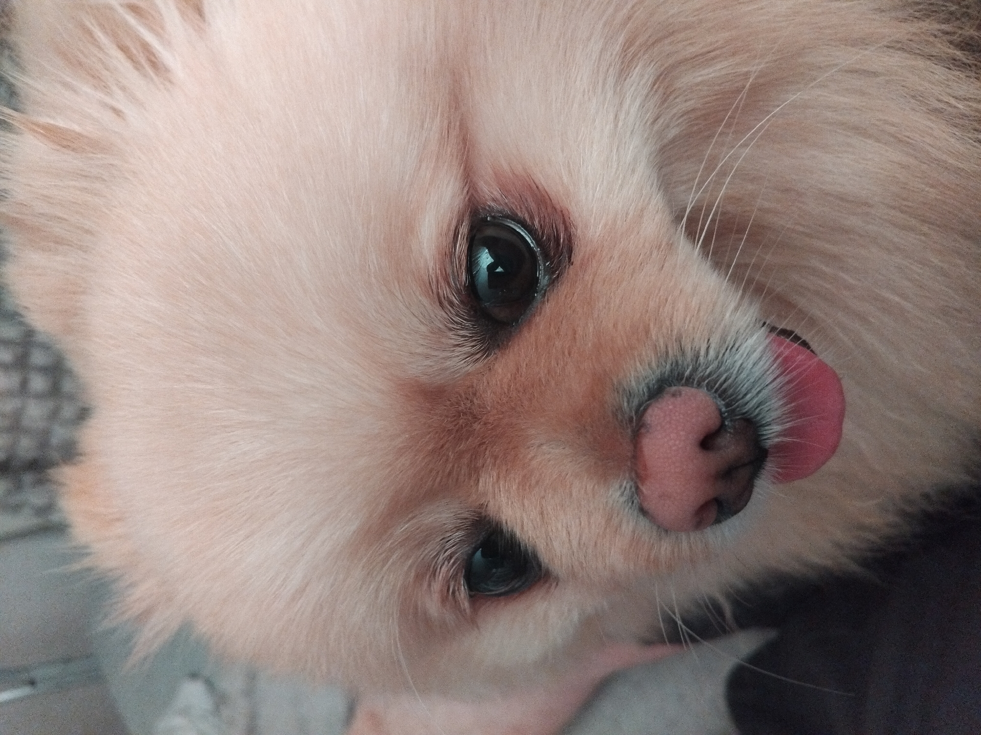 The image is a close-up, eye-level, portrait shot of a light-colored Pomeranian dog. The dog's head is tilted slightly to the right, and its tongue is peeking out of its mouth. The dog has large, dark eyes and a pink nose with black accents. Its fur is fluffy and light beige in color. The background is blurred and appears to be indoors, with a greyish, textured surface visible on the left and a darker, solid surface on the bottom left. There are no visible geographical markers to suggest a location within Apriltsi, Bulgaria.