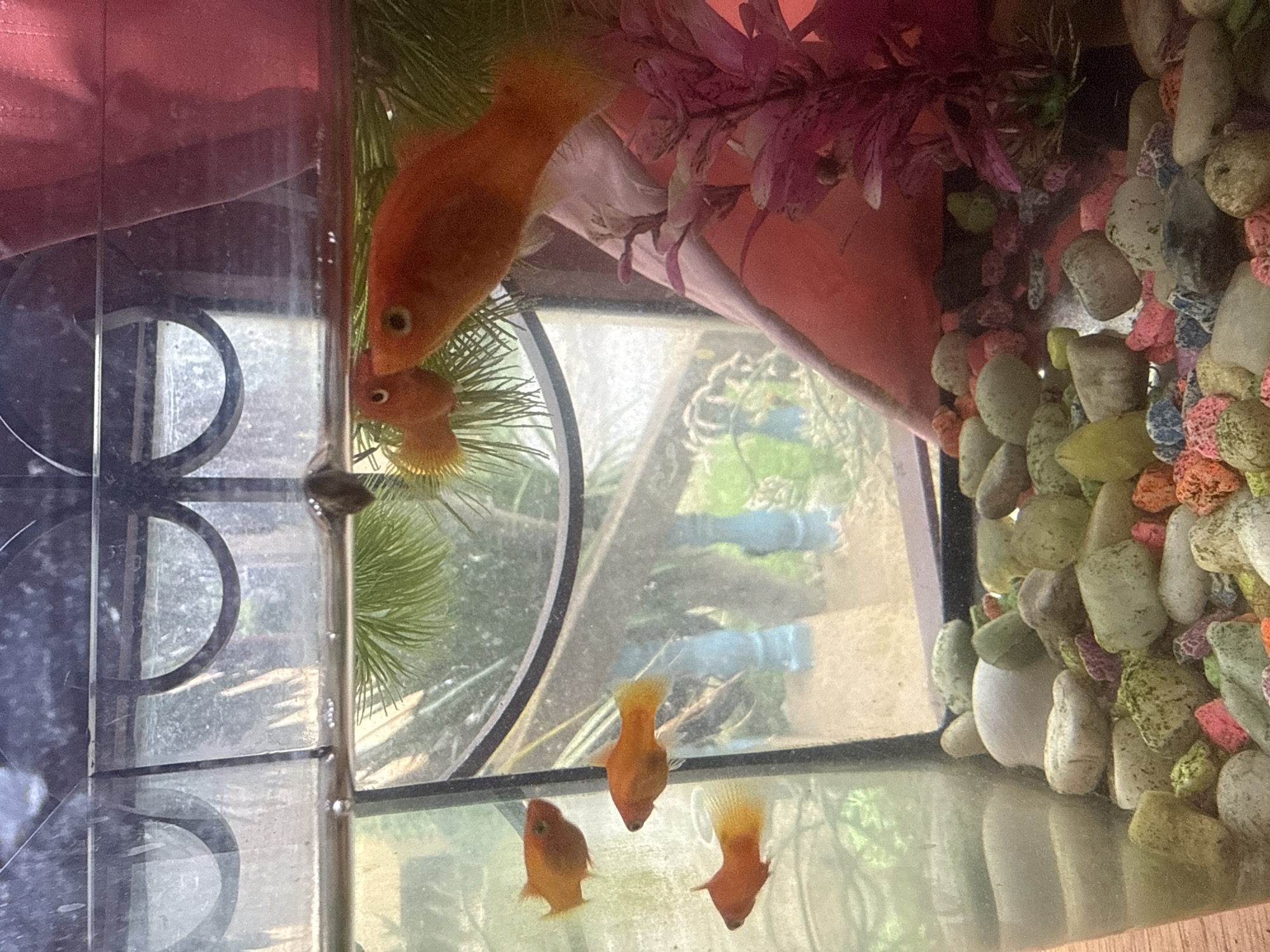 A close-up shot shows the interior of a small fish tank. Several small orange fish are visible swimming amongst colorful gravel and a pink plastic plant. Through the glass of the tank, the blurry background appears to be foliage and a blue structure, suggesting an outdoor setting. The lighting is somewhat dim, with reflections on the glass. The fish tank is likely located in a residential area on the island of Koh Samui, Thailand, given the tropical foliage visible in the background.