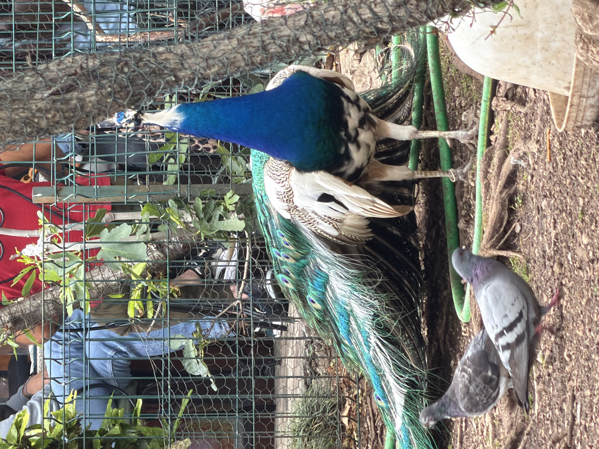 The image depicts a peacock, mostly blue with some white and iridescent tail feathers, standing in a grassy area with two pigeons nearby. A wire fence separates the peacock from a group of people, whose arms and clothing are visible. Green plants and a thick branch covered in netting are visible near the fence. A white bucket sits near the peacock. The location is identified as Budva, Montenegro.