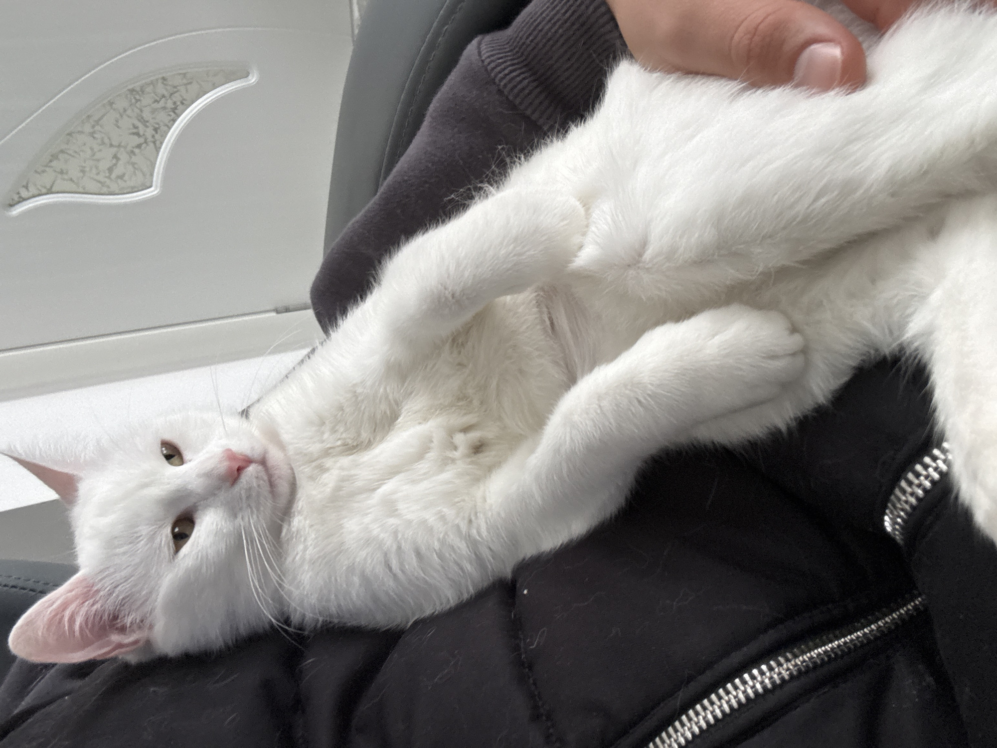 A white cat lies belly-up on a person's lap. The person is wearing a black jacket with a zipper. The location is Burgas, Bulgaria.
