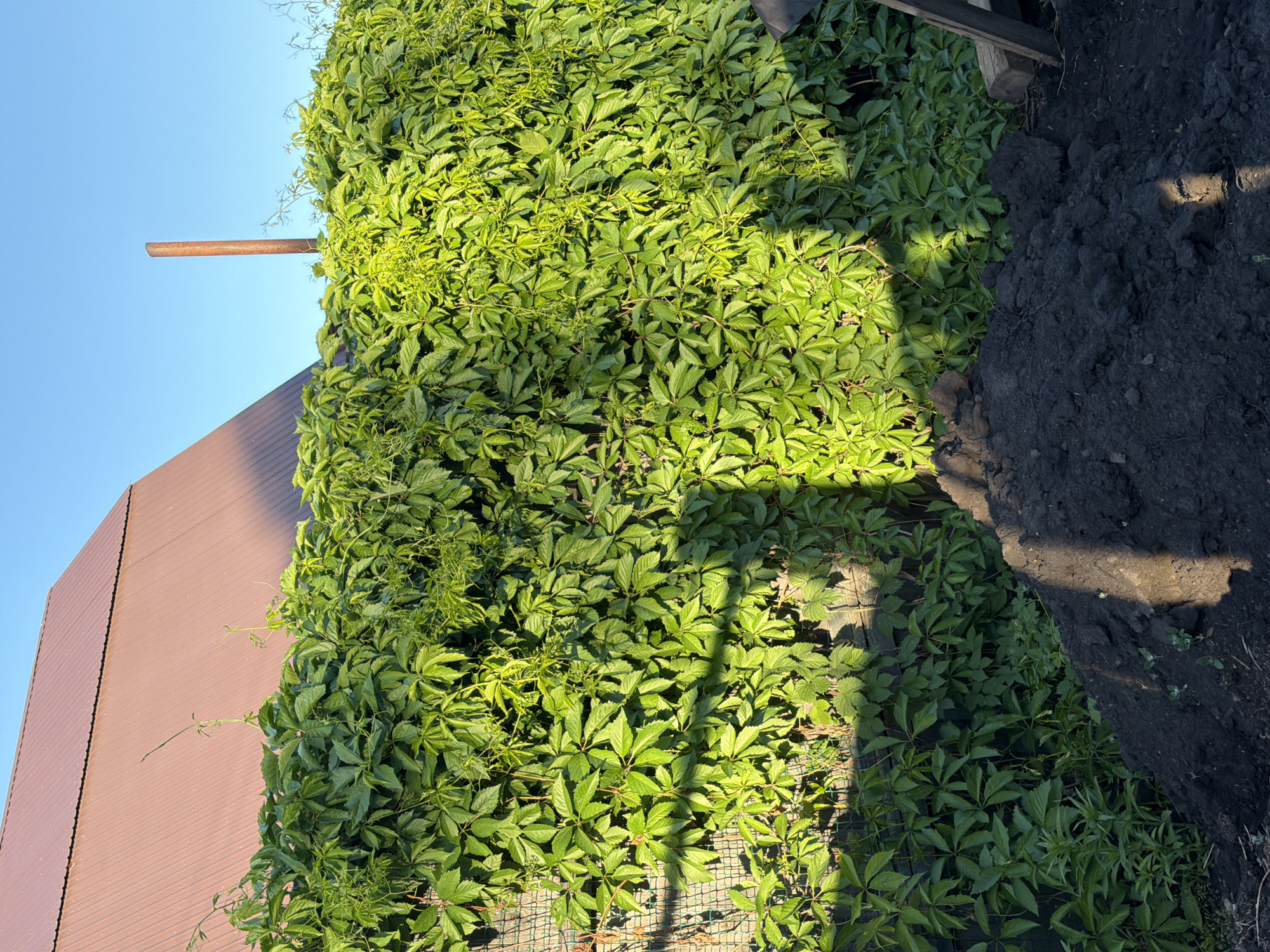This is a photograph taken outdoors on a clear day, likely in the city of Kansk, Russia, given the contextual information. The image features a densely overgrown fence covered in lush green ivy. To the upper left, the reddish-brown corrugated metal roof of a building is visible, angled against a bright blue sky. A solitary, weathered wooden pole stands tall in the middle ground, piercing through the ivy and extending into the sky. In the foreground, a pile of dark, rich soil suggests recent digging or landscaping activity. Shadows of the ivy and possibly other unseen objects are cast across the fence and the soil, indicating the presence of sunlight. The overall scene depicts a section of a yard or garden, possibly during a summer day.